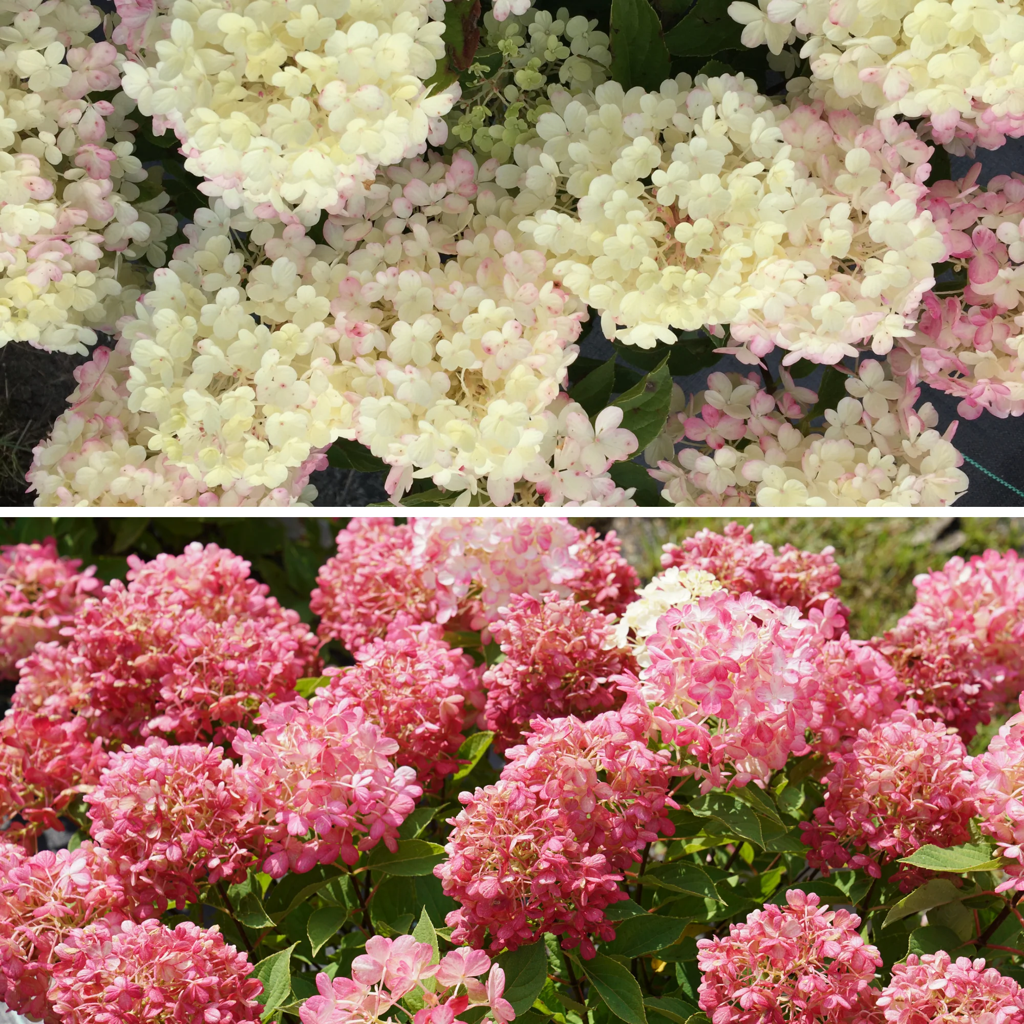 Fire Light Tidbit® Panicle Hydrangea (paniculata) - Image 3