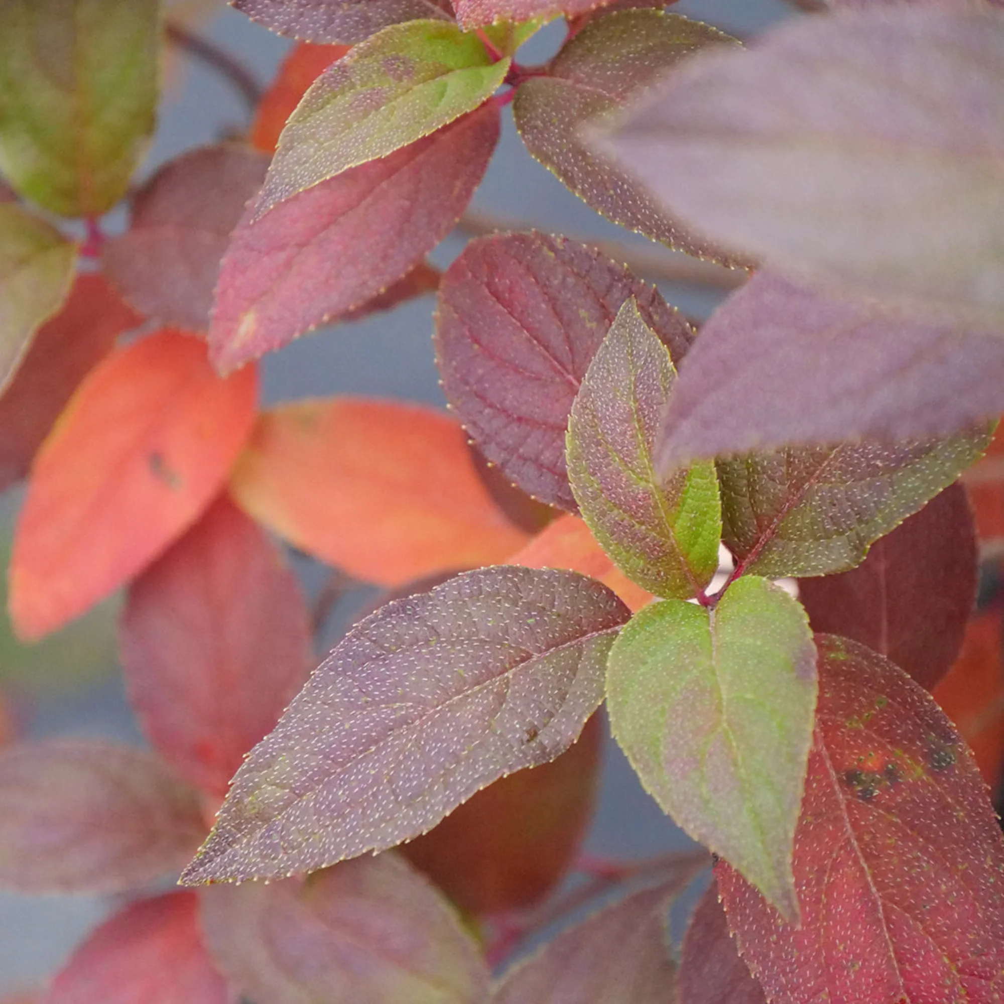 Fire Light Tidbit® Panicle Hydrangea (paniculata) - Image 4