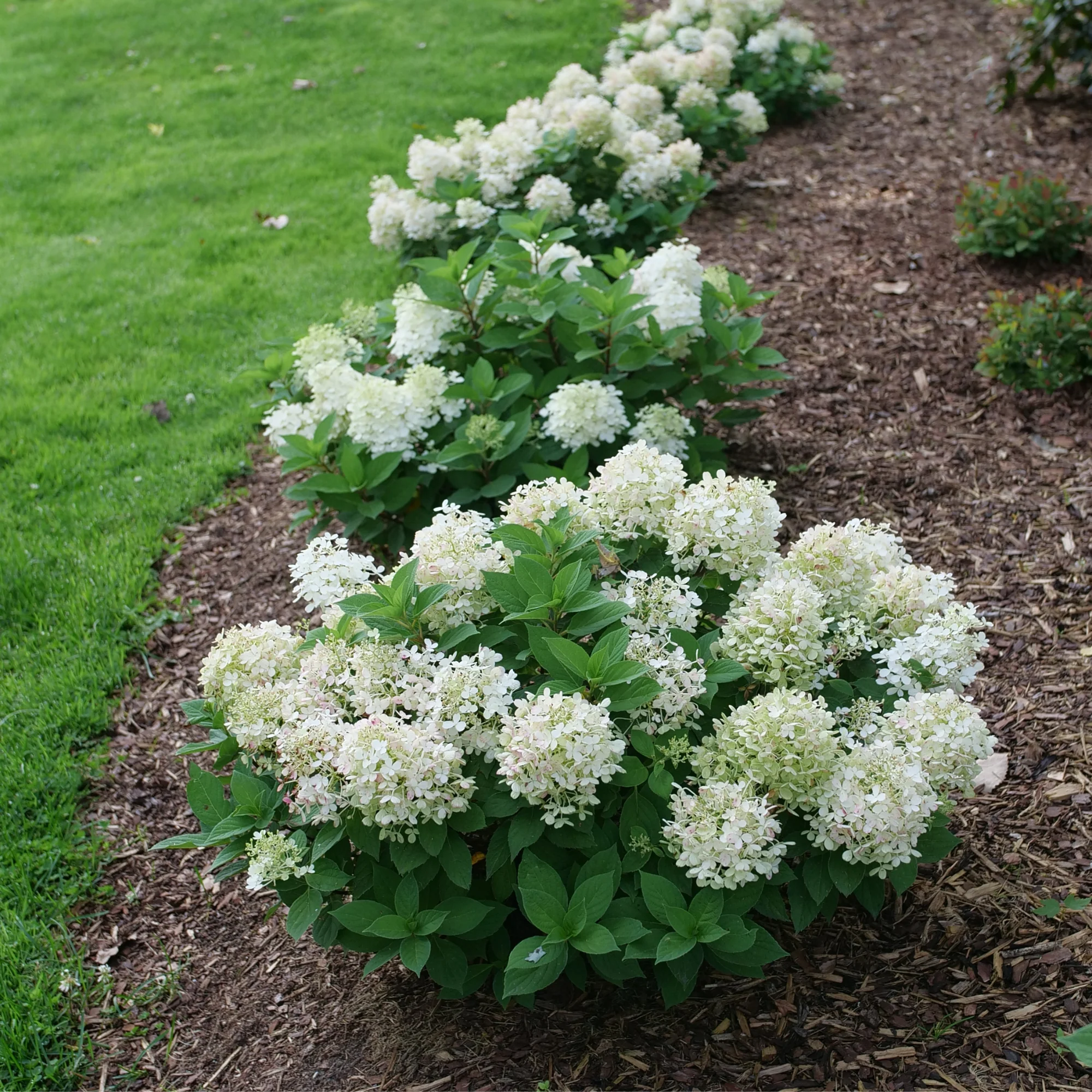 Fire Light Tidbit® Panicle Hydrangea (paniculata) - Image 5