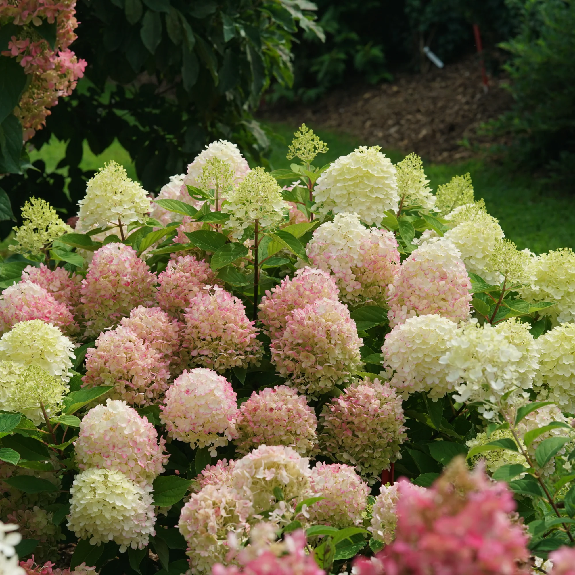 Fire Light Tidbit® Panicle Hydrangea (paniculata) - Image 6