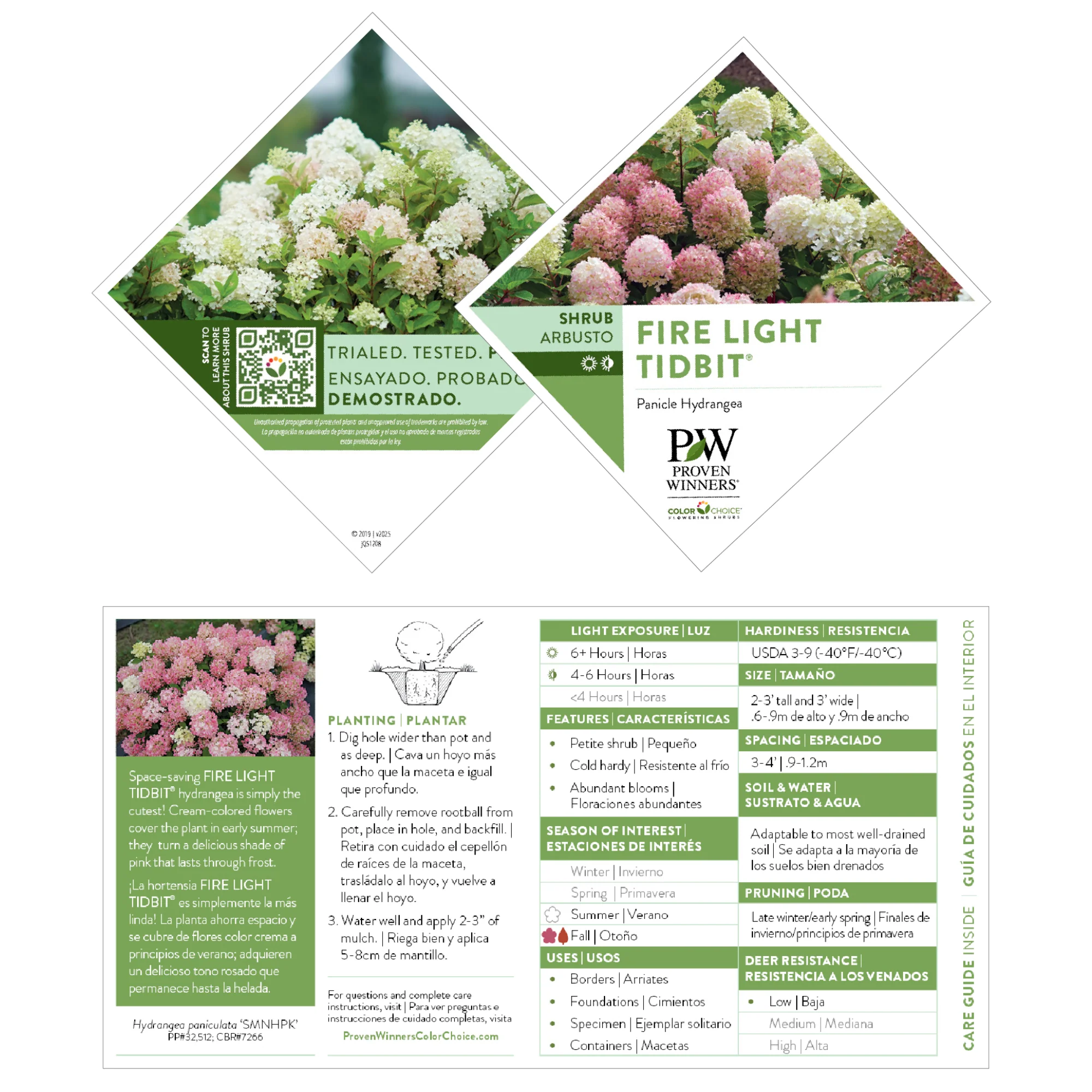 Fire Light Tidbit® Panicle Hydrangea (paniculata) - Image 9