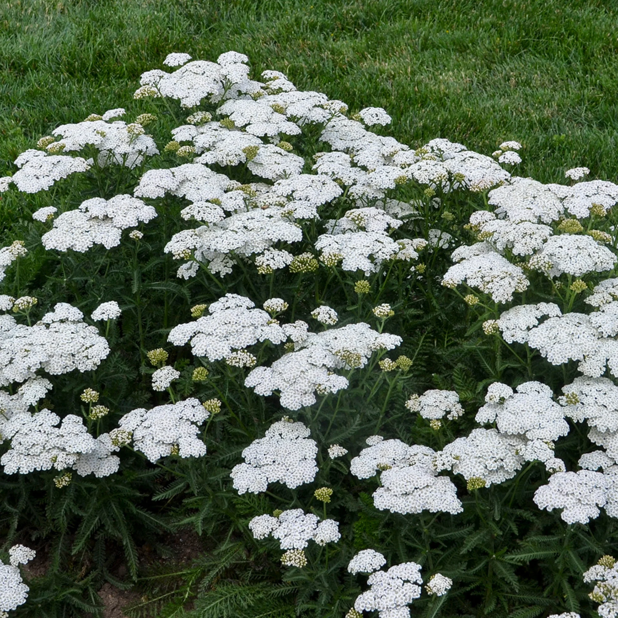 'Firefly Diamond' Yarrow (Achillea)