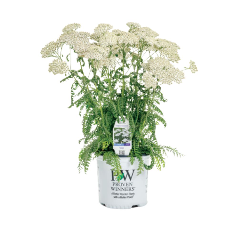 'Firefly Diamond' Yarrow (Achillea) - Image 2