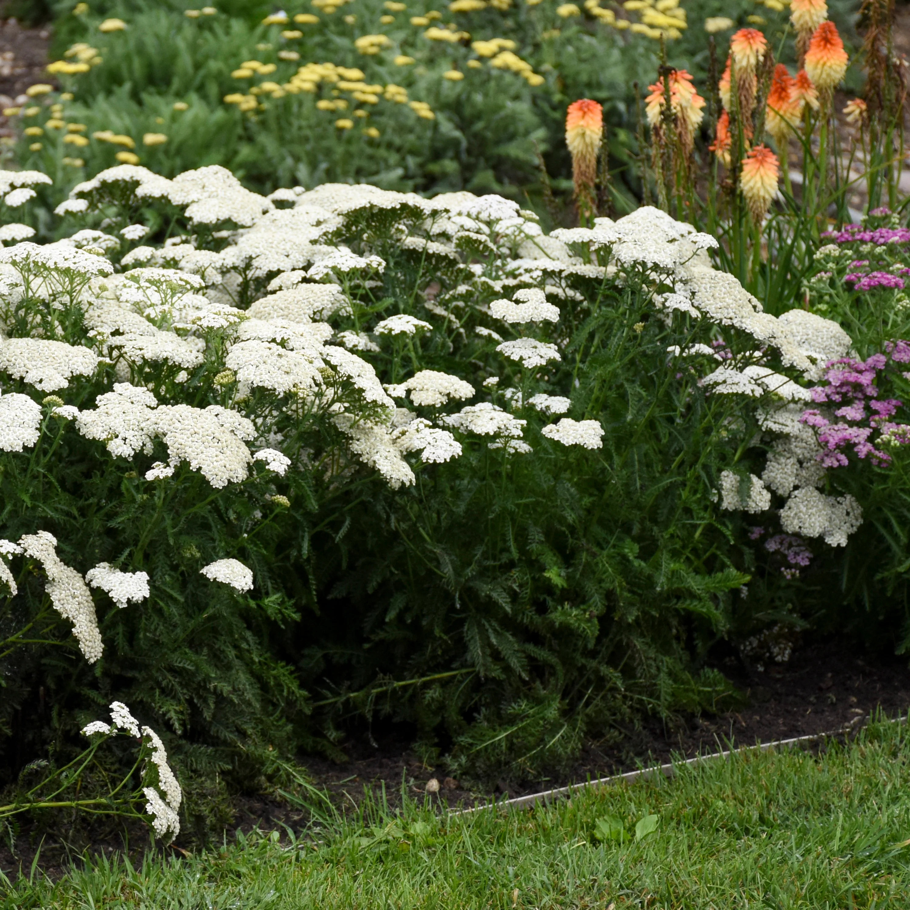 'Firefly Diamond' Yarrow (Achillea) - Image 4