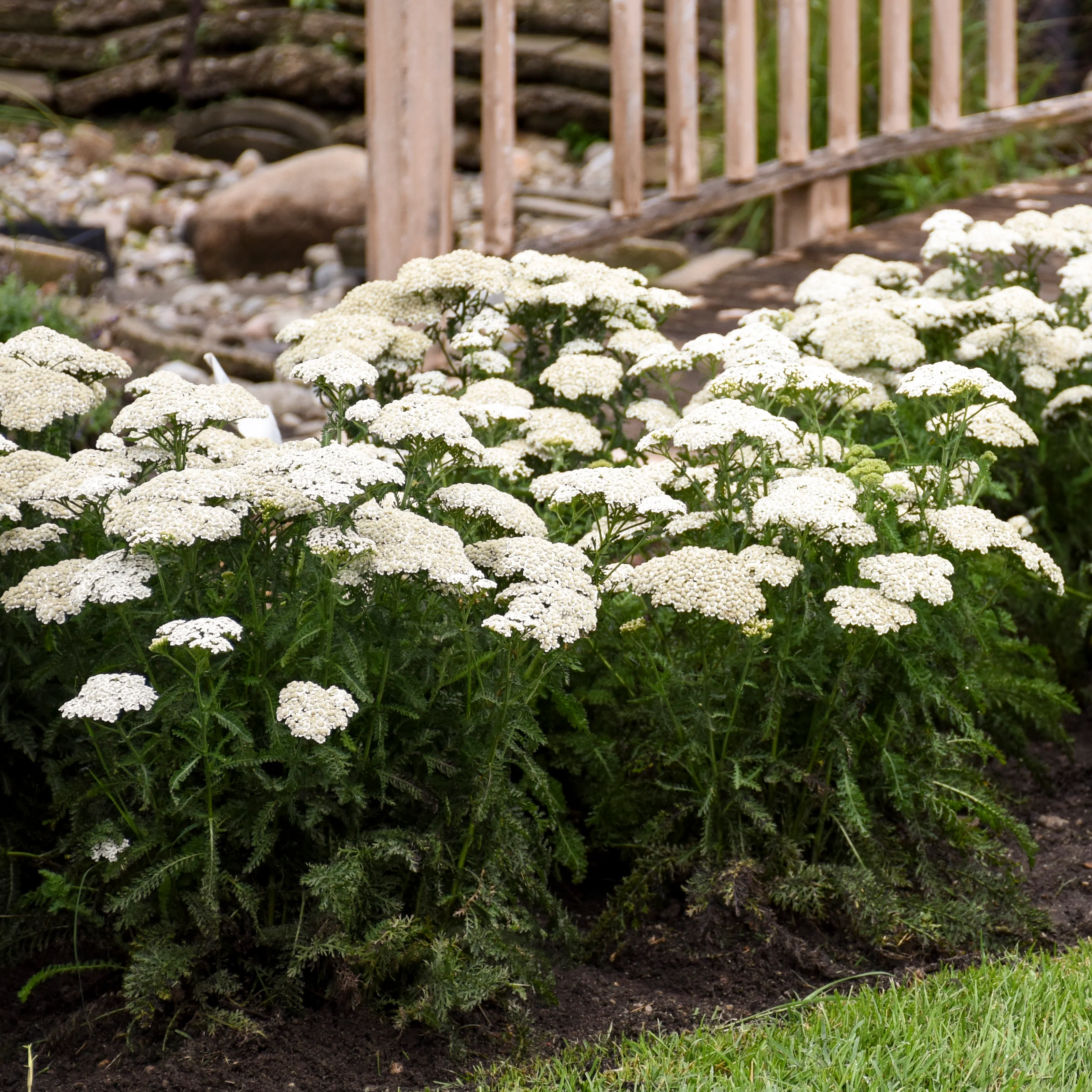 'Firefly Diamond' Yarrow (Achillea) - Image 5