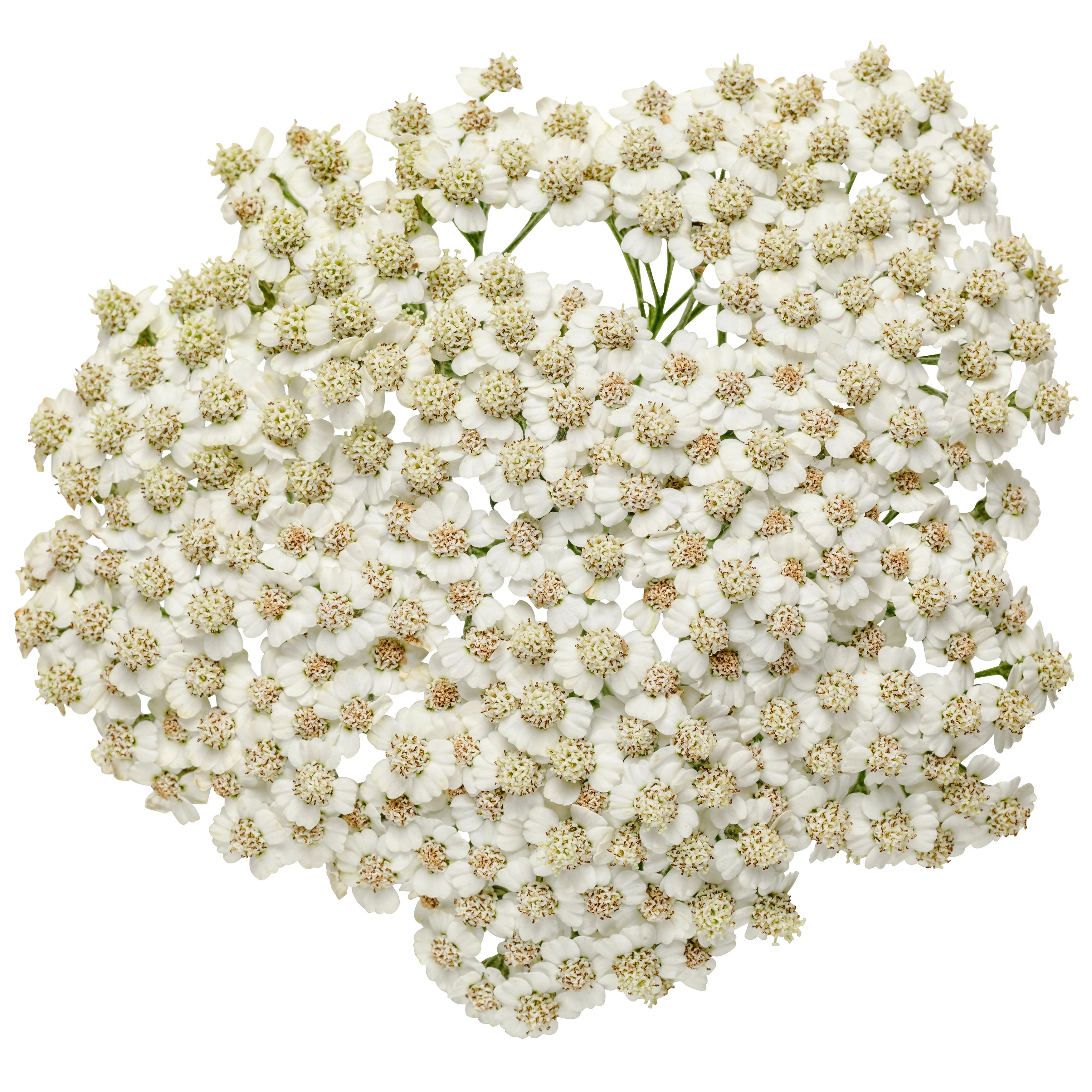 'Firefly Diamond' Yarrow (Achillea) - Image 6