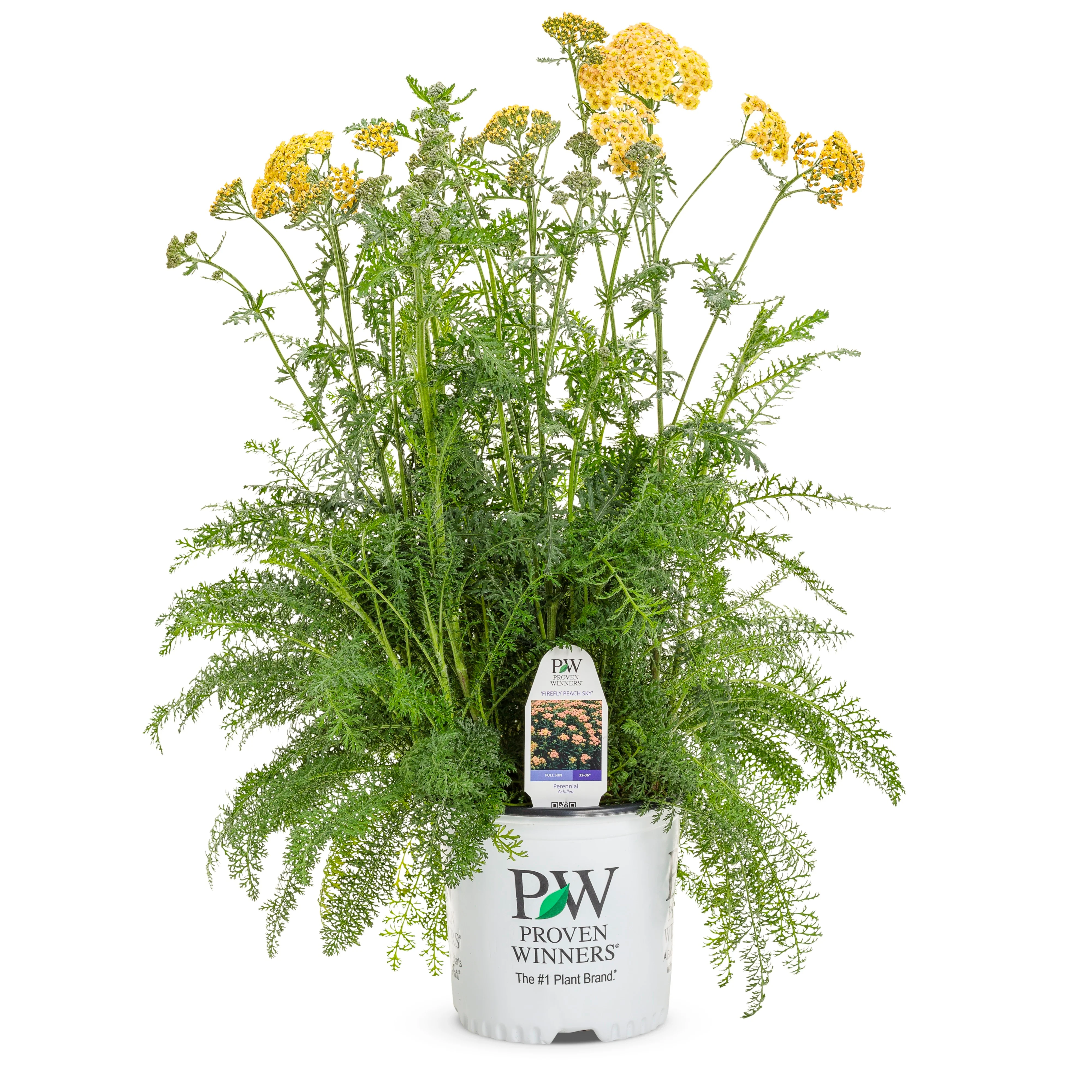 'Firefly Peach Sky' Yarrow (Achillea) - Image 2