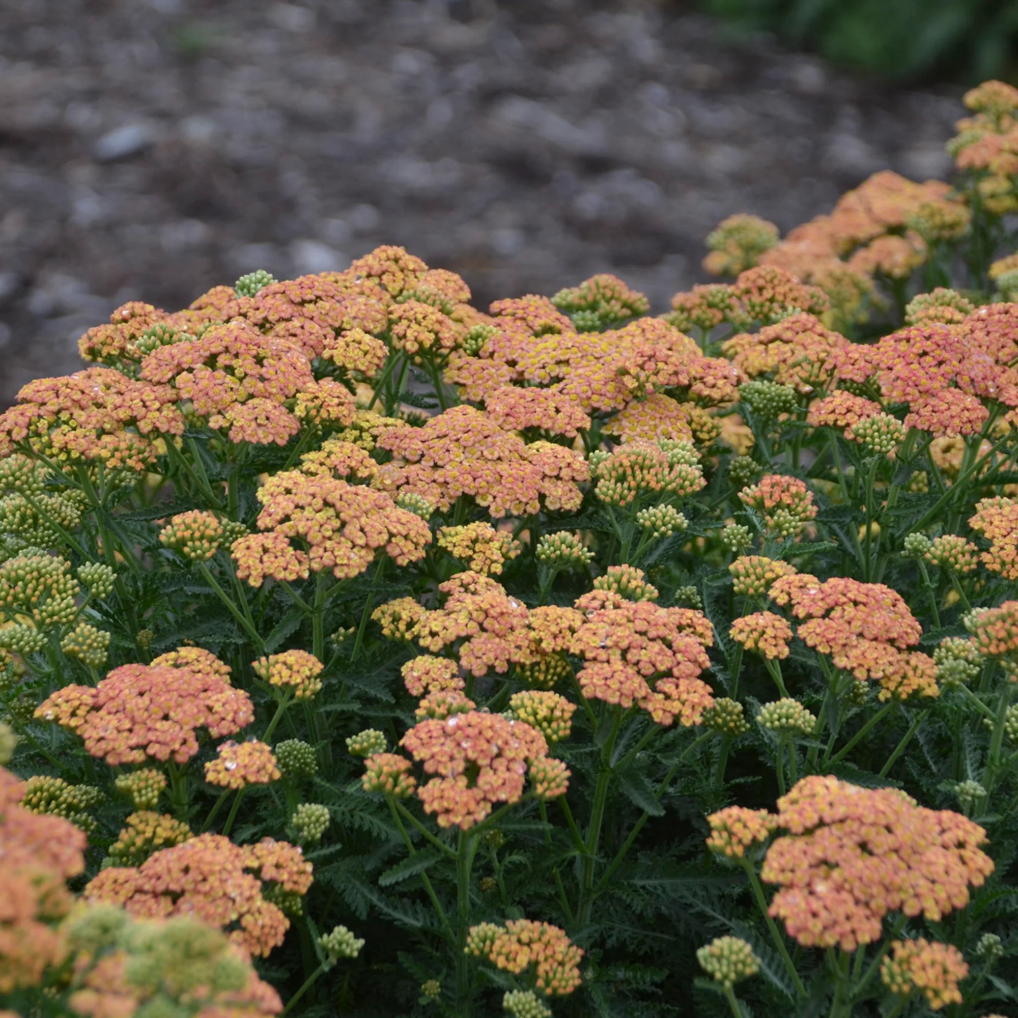 'Firefly Peach Sky' Yarrow (Achillea) - Image 5