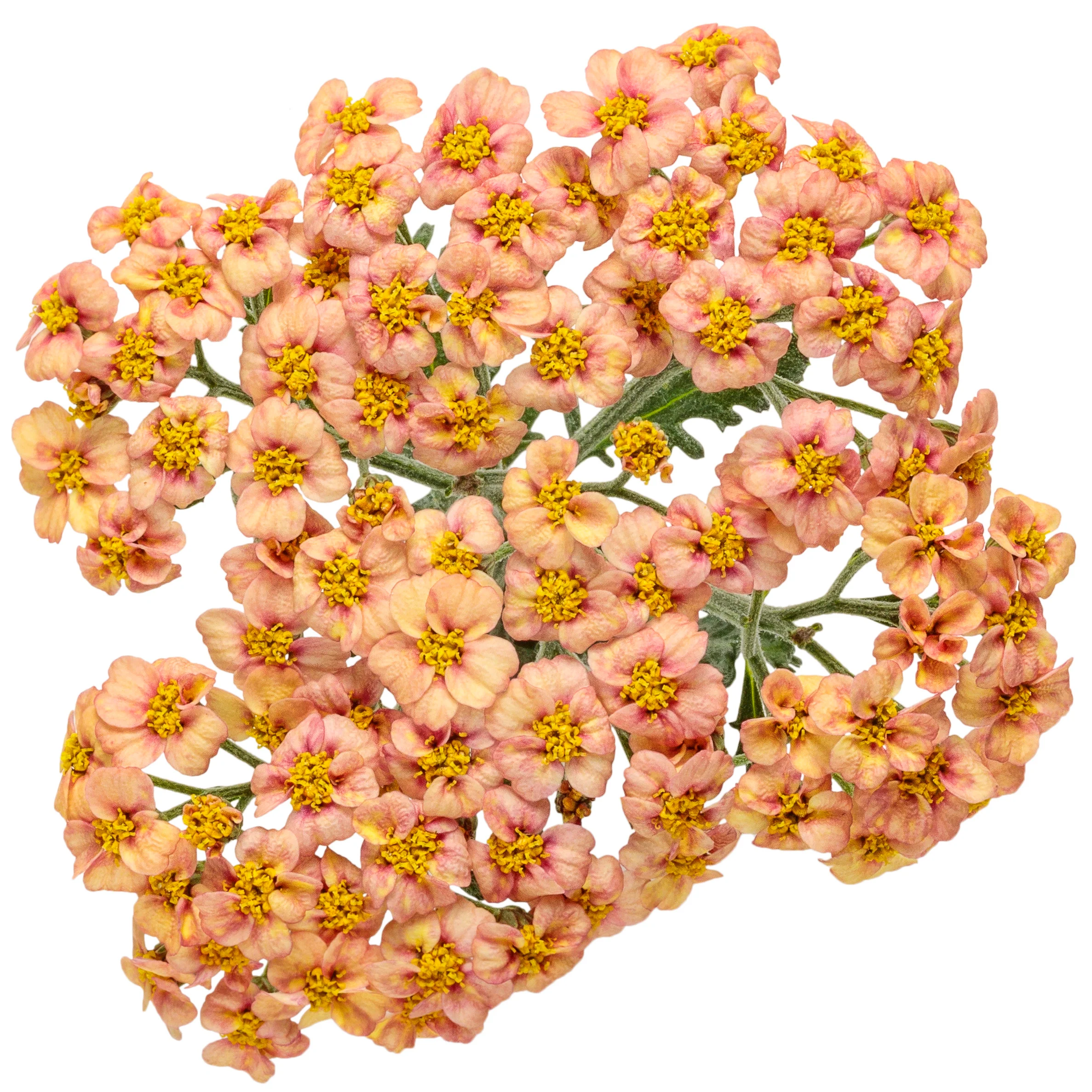 'Firefly Peach Sky' Yarrow (Achillea) - Image 8