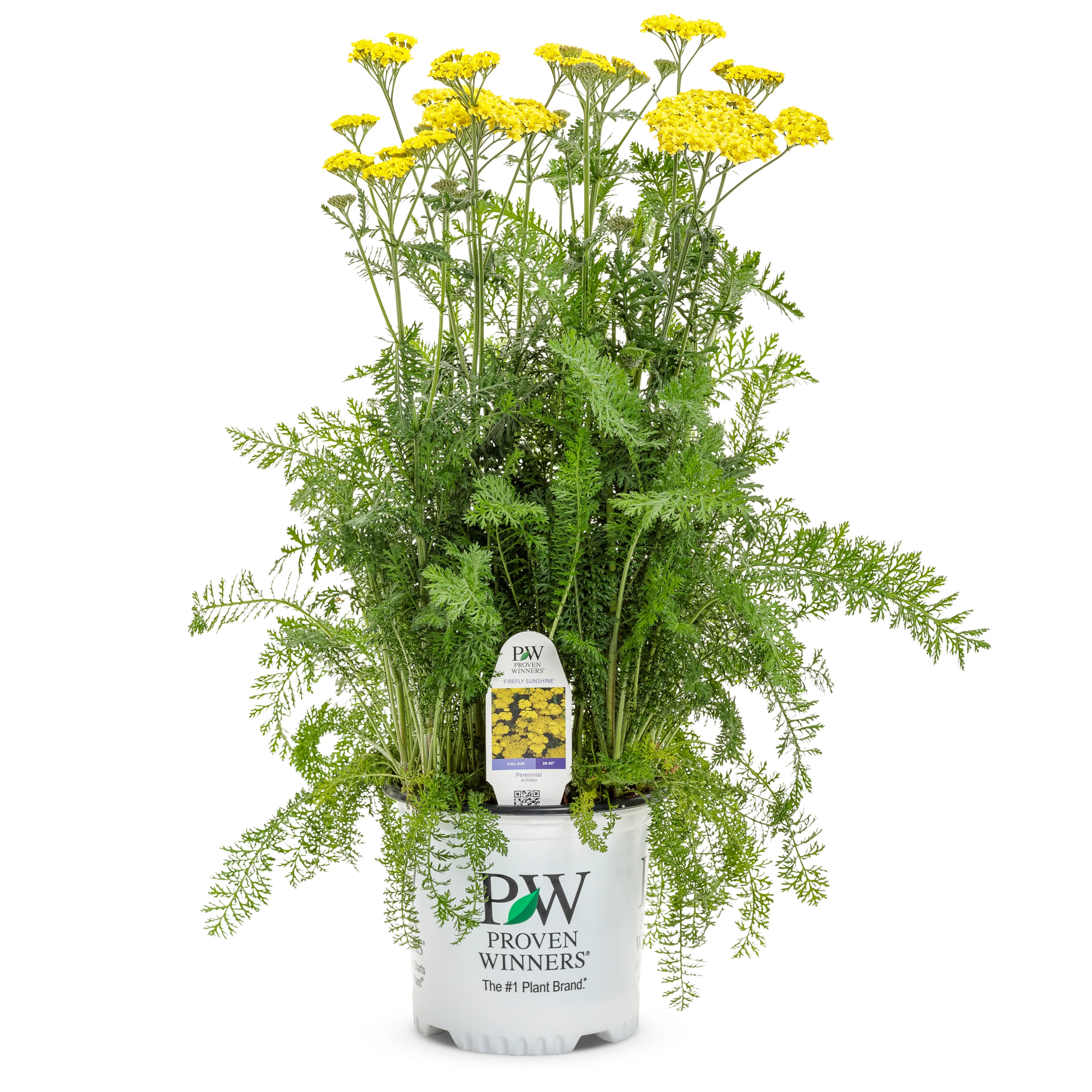 'Firefly Sunshine' Yarrow (Achillea) - Image 2