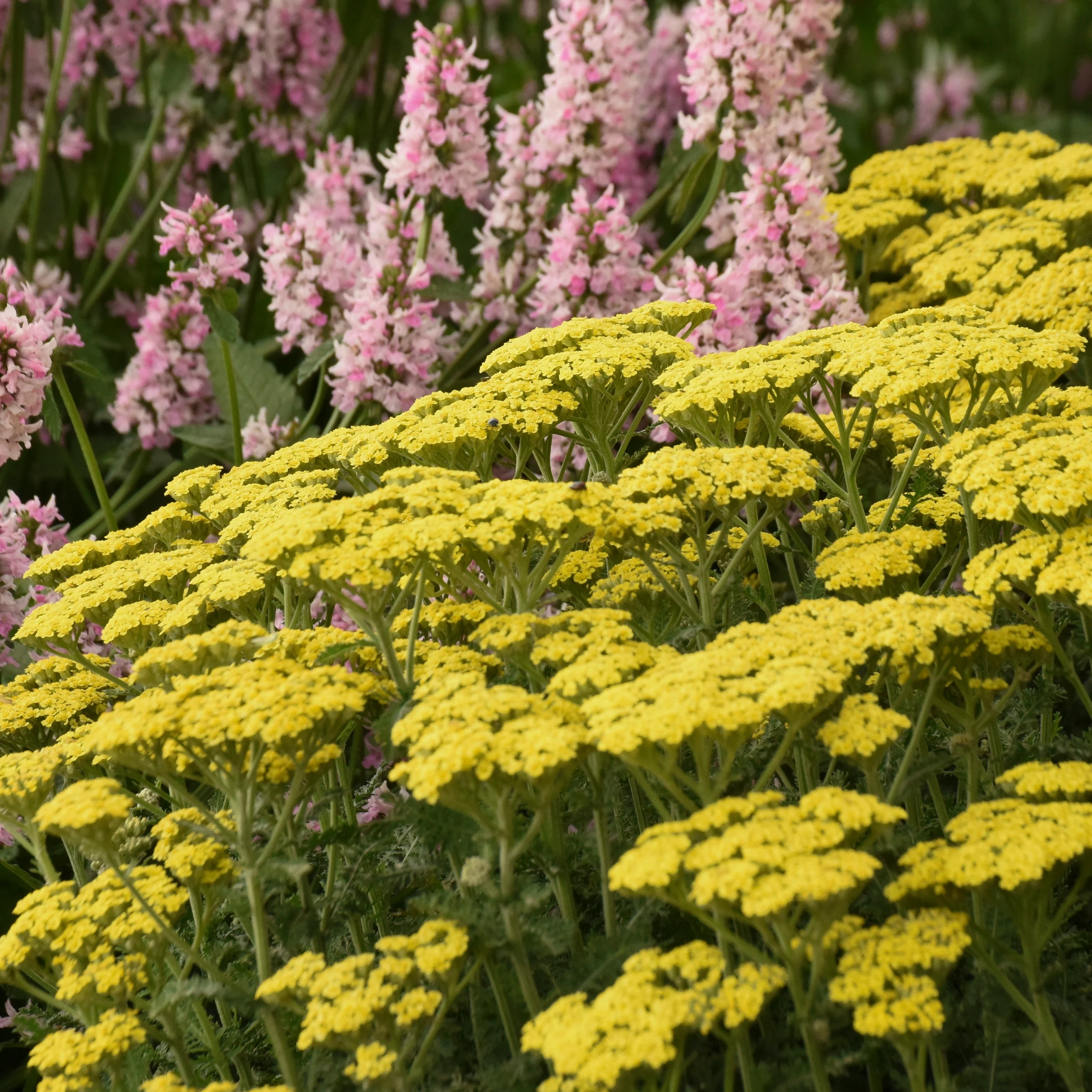 'Firefly Sunshine' Yarrow (Achillea) - Image 4