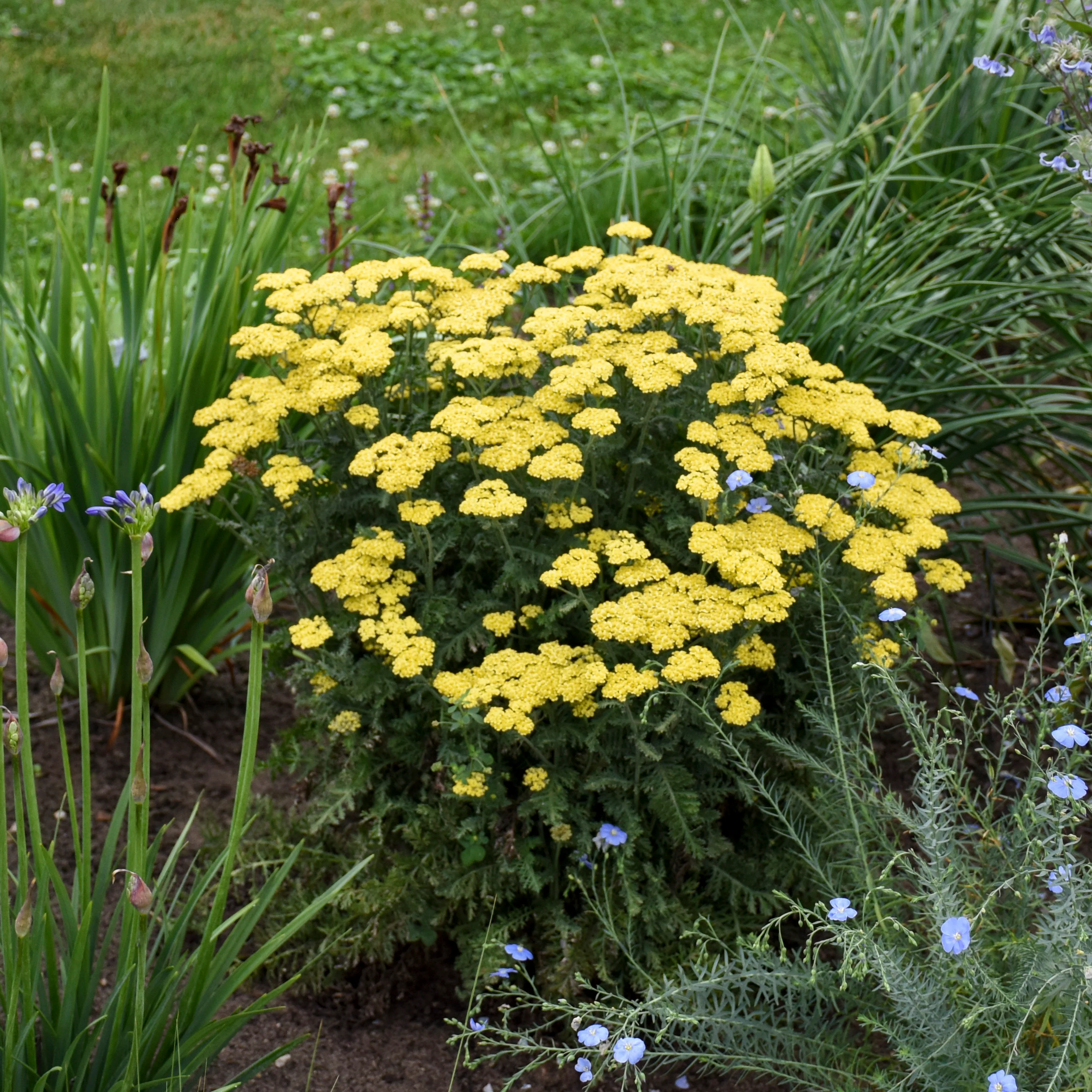 'Firefly Sunshine' Yarrow (Achillea) - Image 5