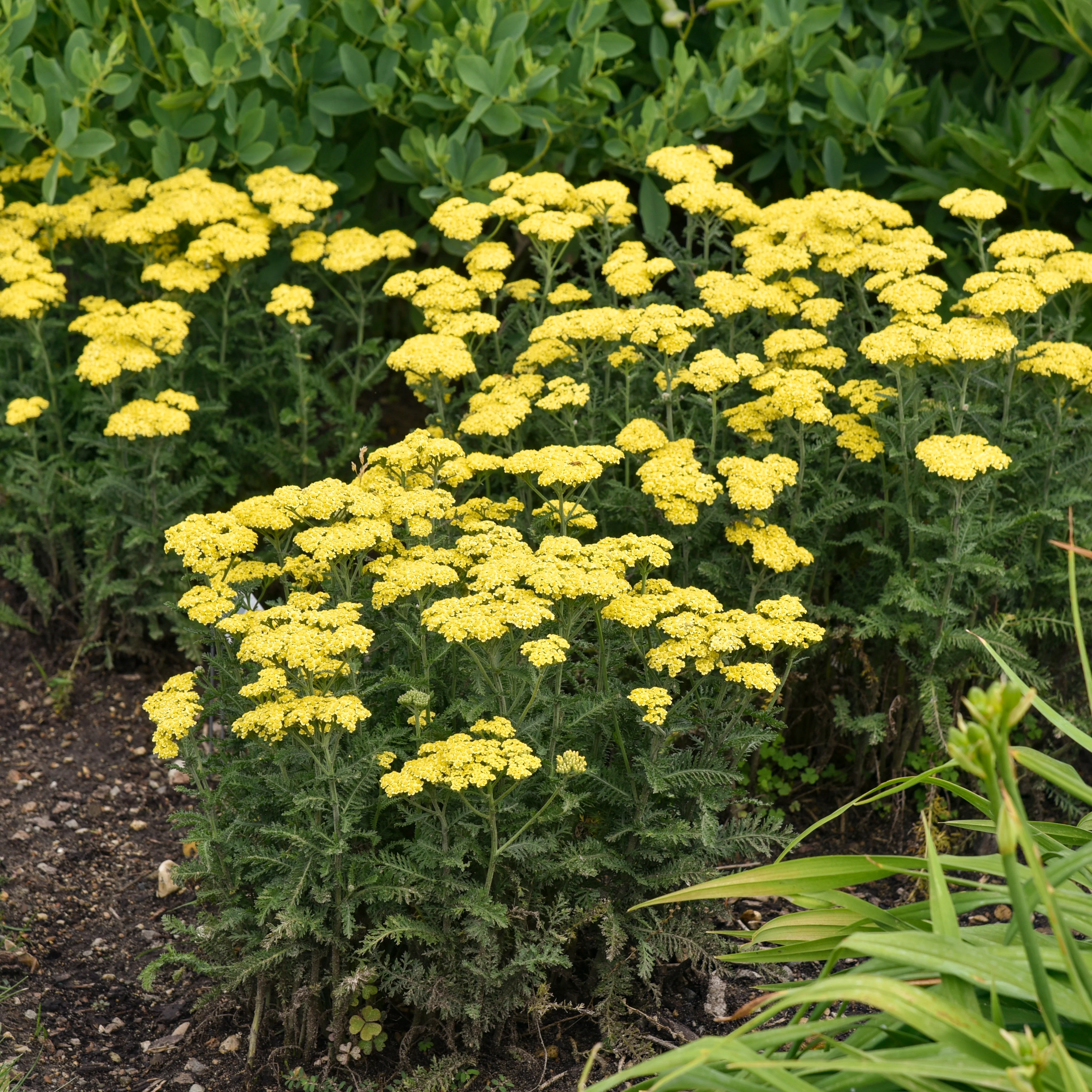 'Firefly Sunshine' Yarrow (Achillea) - Image 6