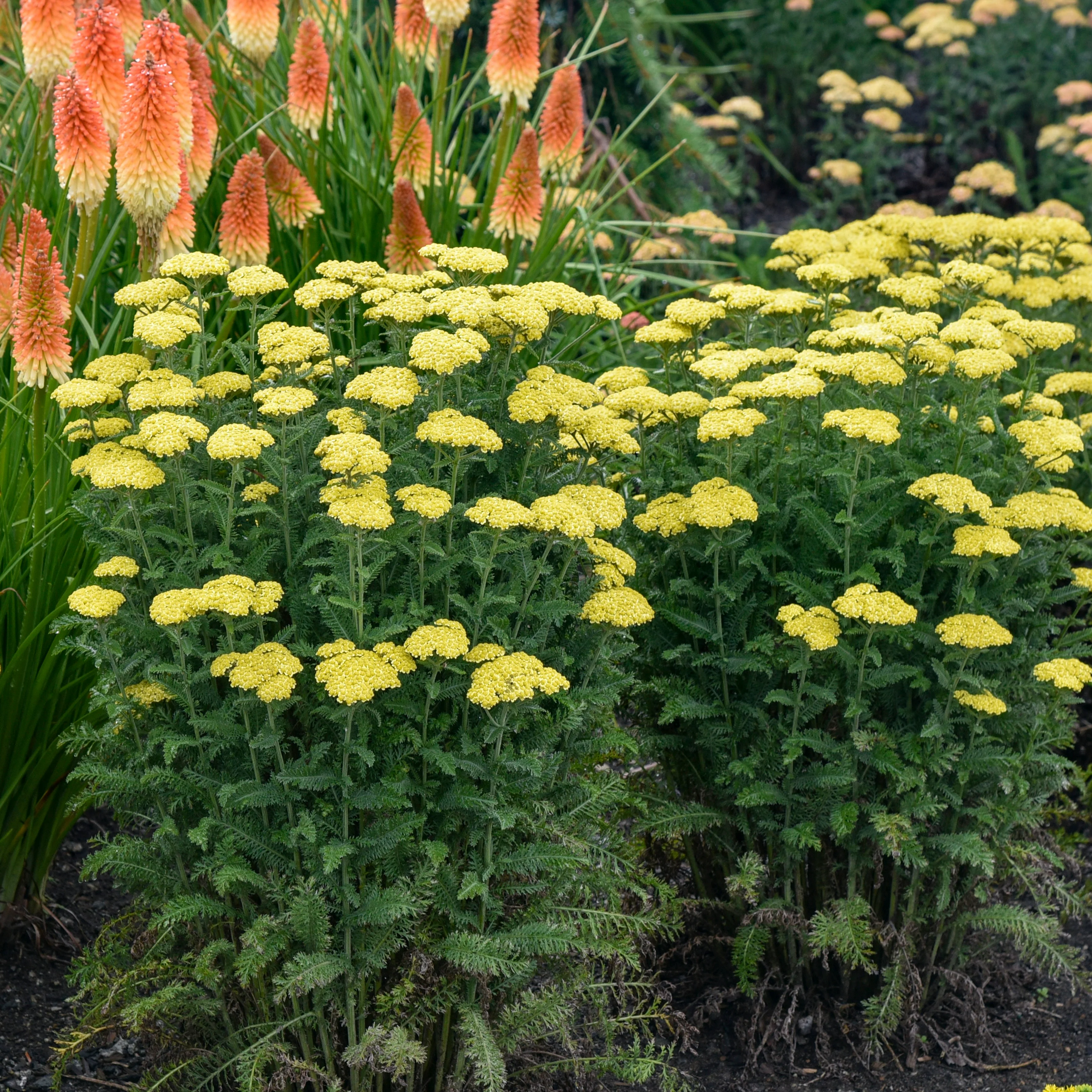 'Firefly Sunshine' Yarrow (Achillea) - Image 7