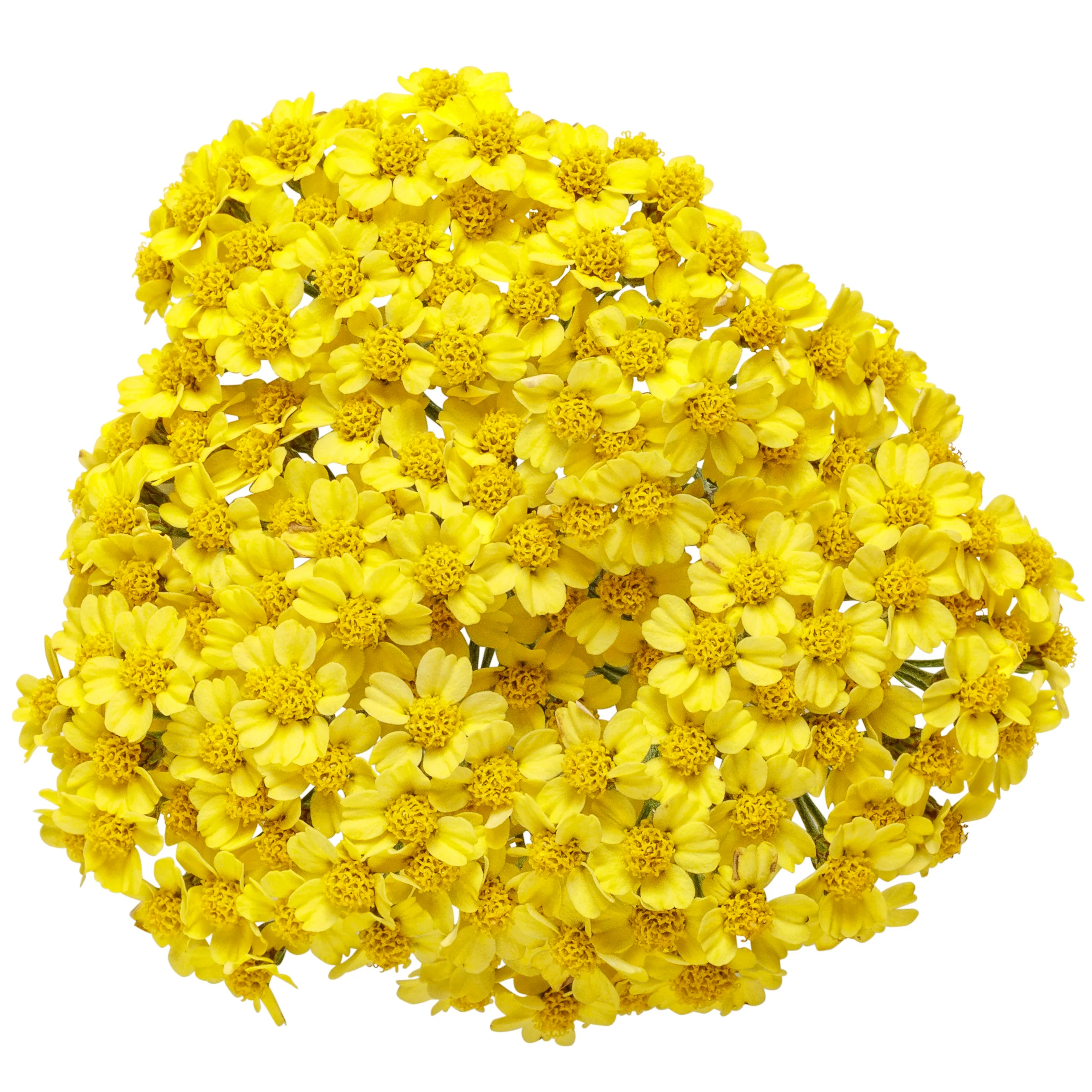 'Firefly Sunshine' Yarrow (Achillea) - Image 8