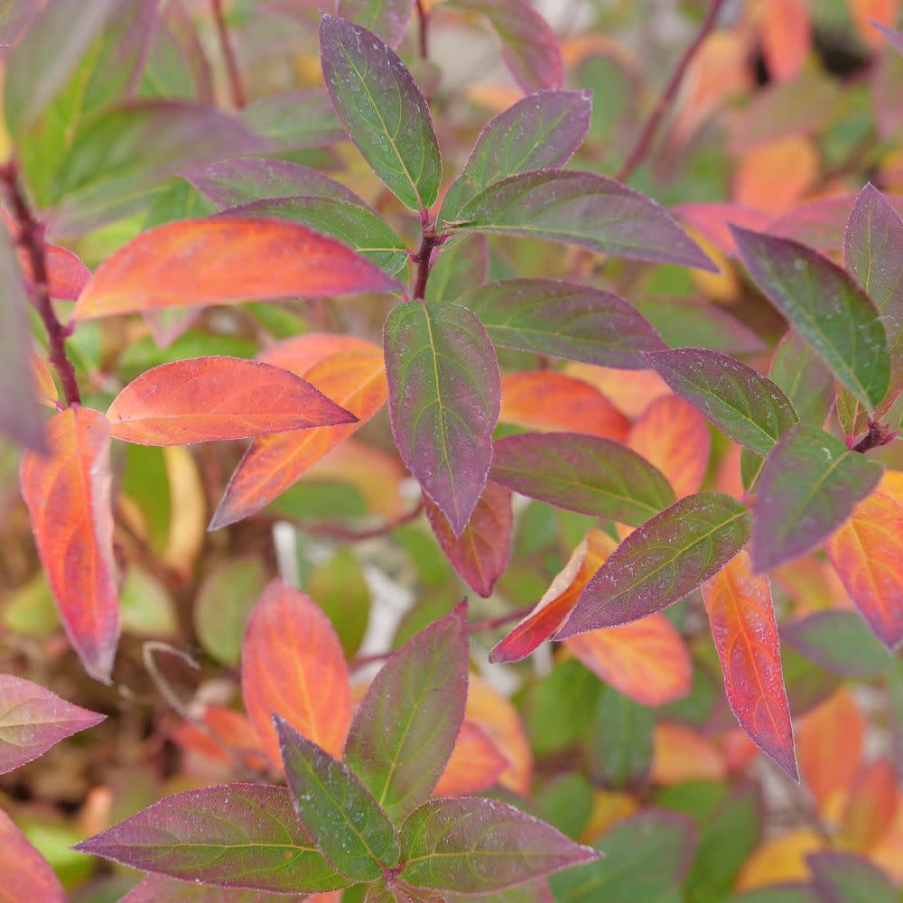 Fizzy Mizzy® Sweetspire (Itea virginica) - Image 3