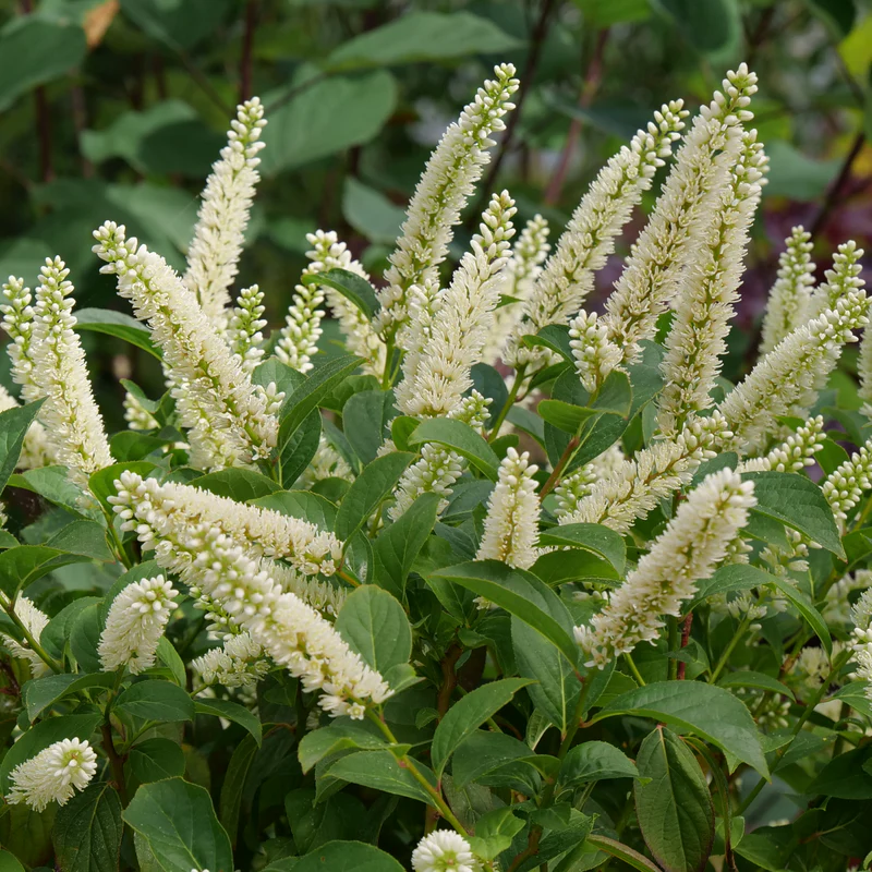 Fizzy Mizzy® Sweetspire (Itea virginica) - Image 5