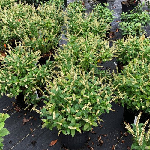 Fizzy Mizzy® Sweetspire (Itea virginica) - Image 6