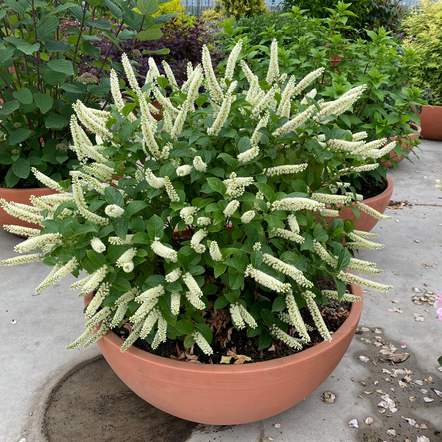 Fizzy Mizzy® Sweetspire (Itea virginica) - Image 7