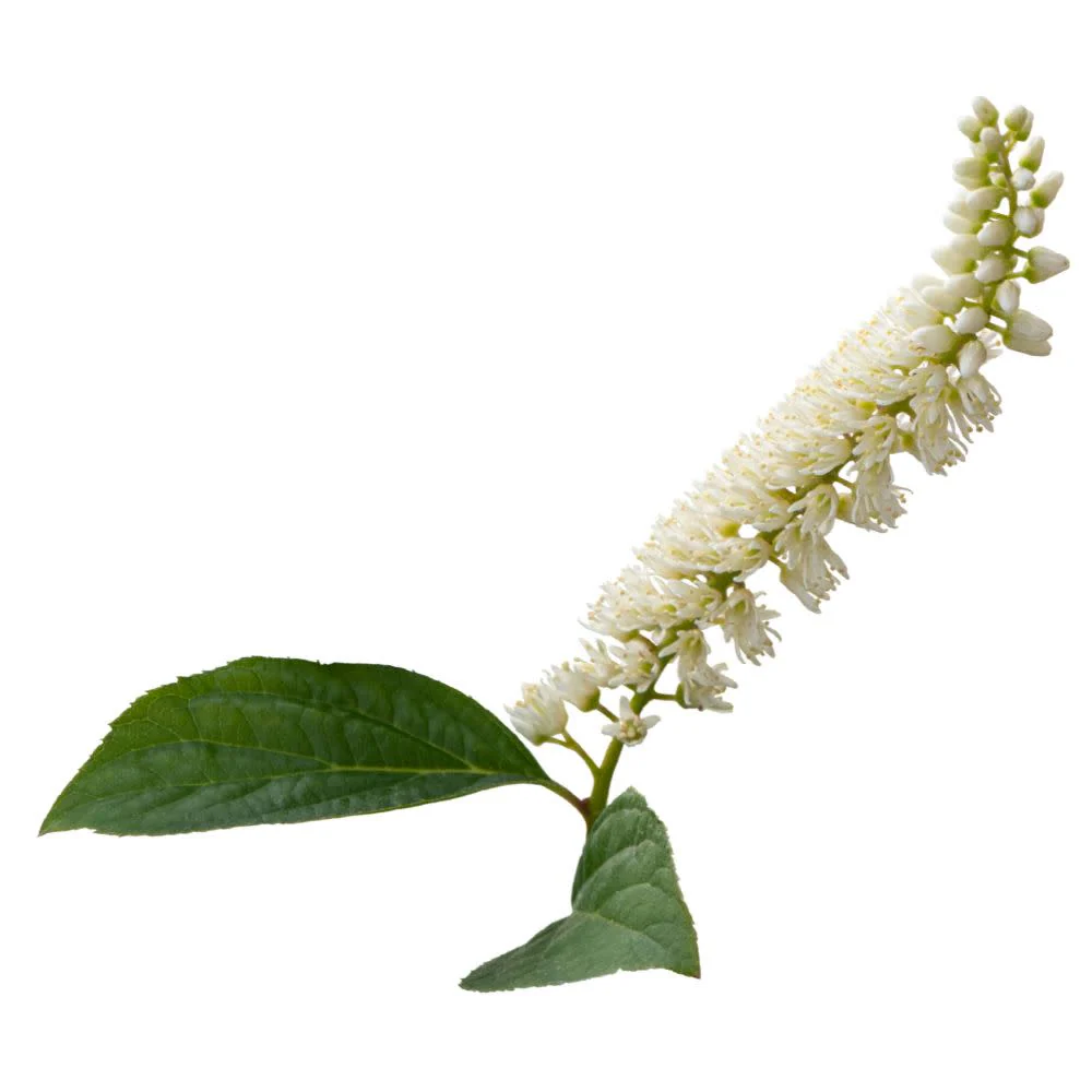 Fizzy Mizzy® Sweetspire (Itea virginica) - Image 8