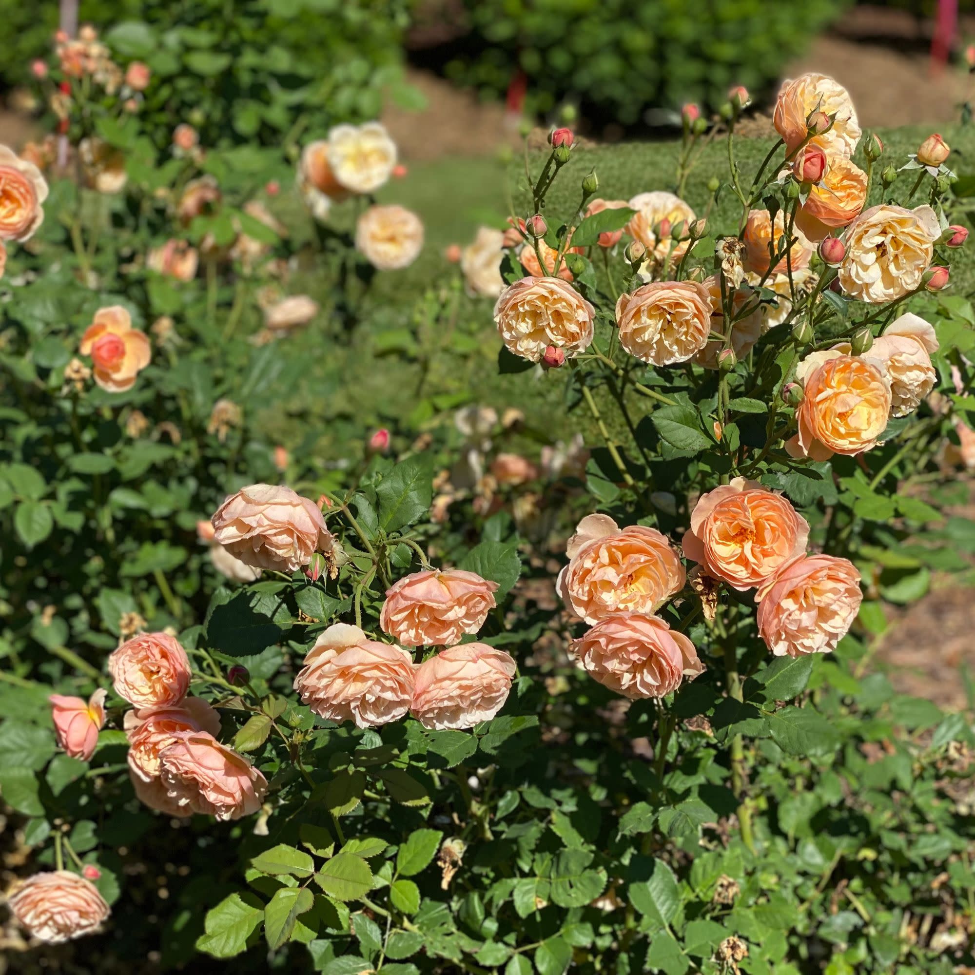 Flavorette® Honey-Apricot Edible Rose - Image 5