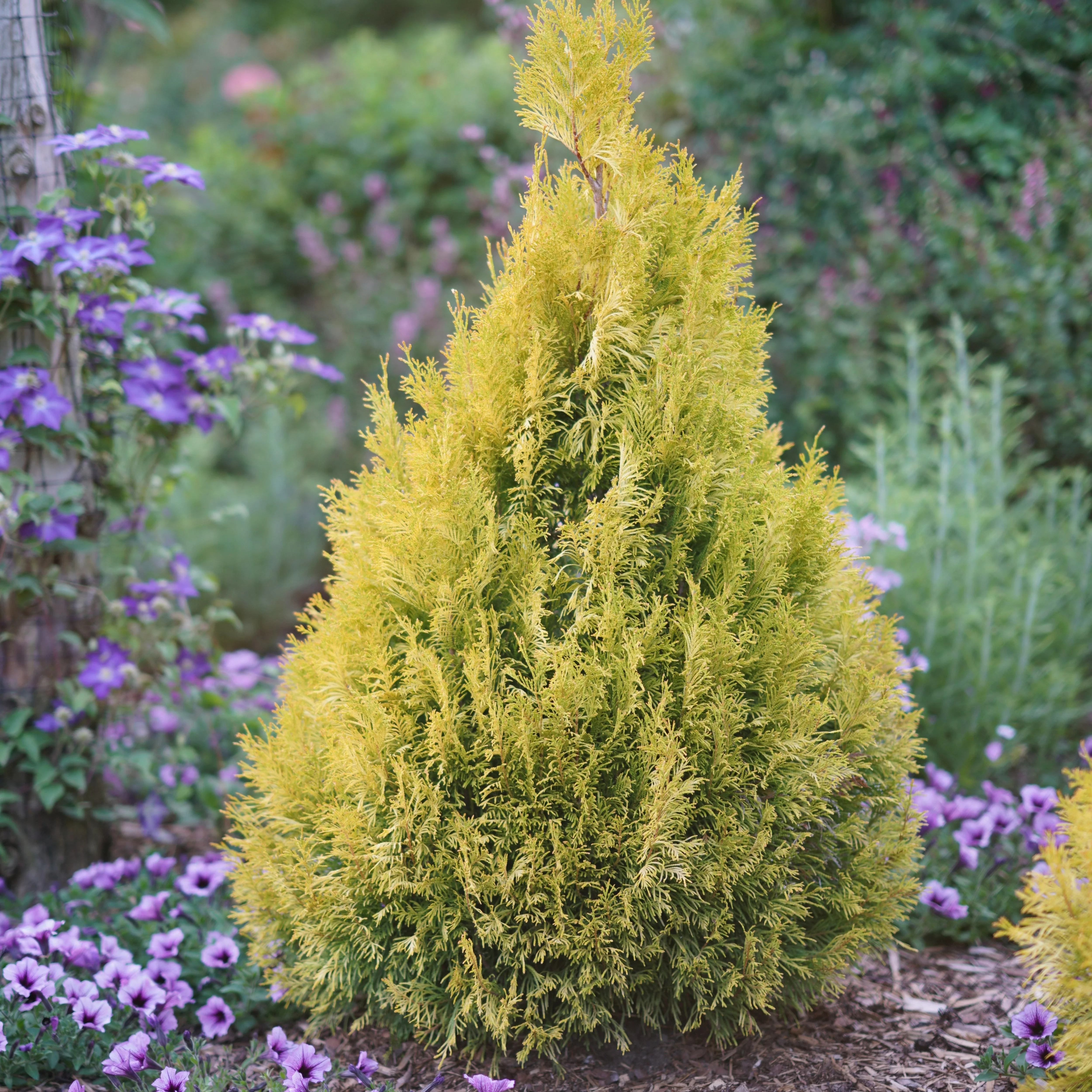 Fluffy® Western Arborvitae (Thuja plicata) - Image 6