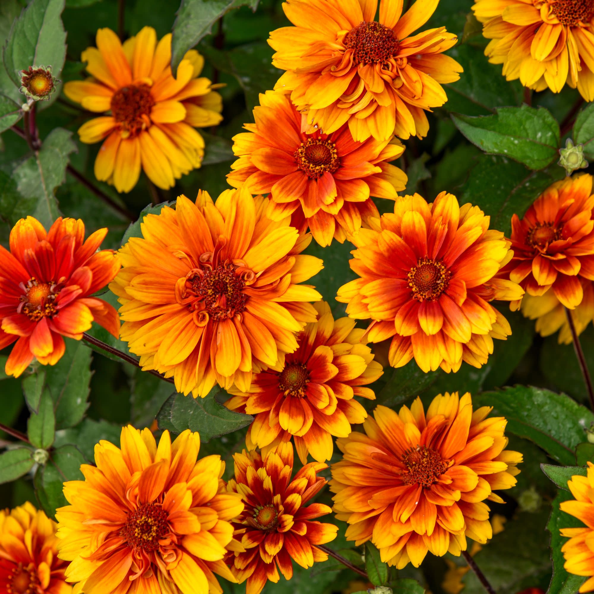 'Forged in Fire' False Sunflower (Heliopsis helianthoides) | Proven Winners® New Variety 2027