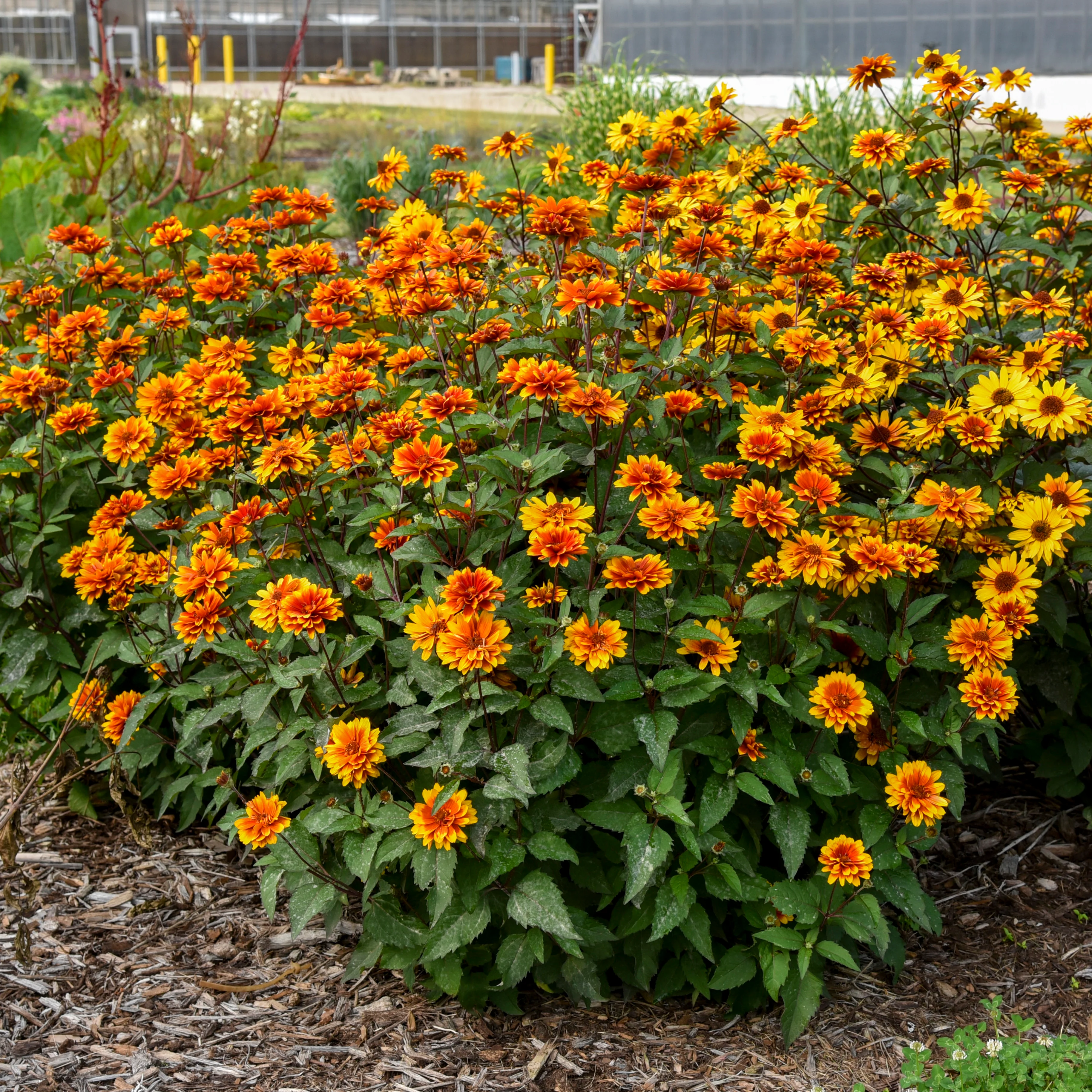 'Forged in Fire' False Sunflower (Heliopsis helianthoides) | Proven Winners® New Variety 2027 - Image 3