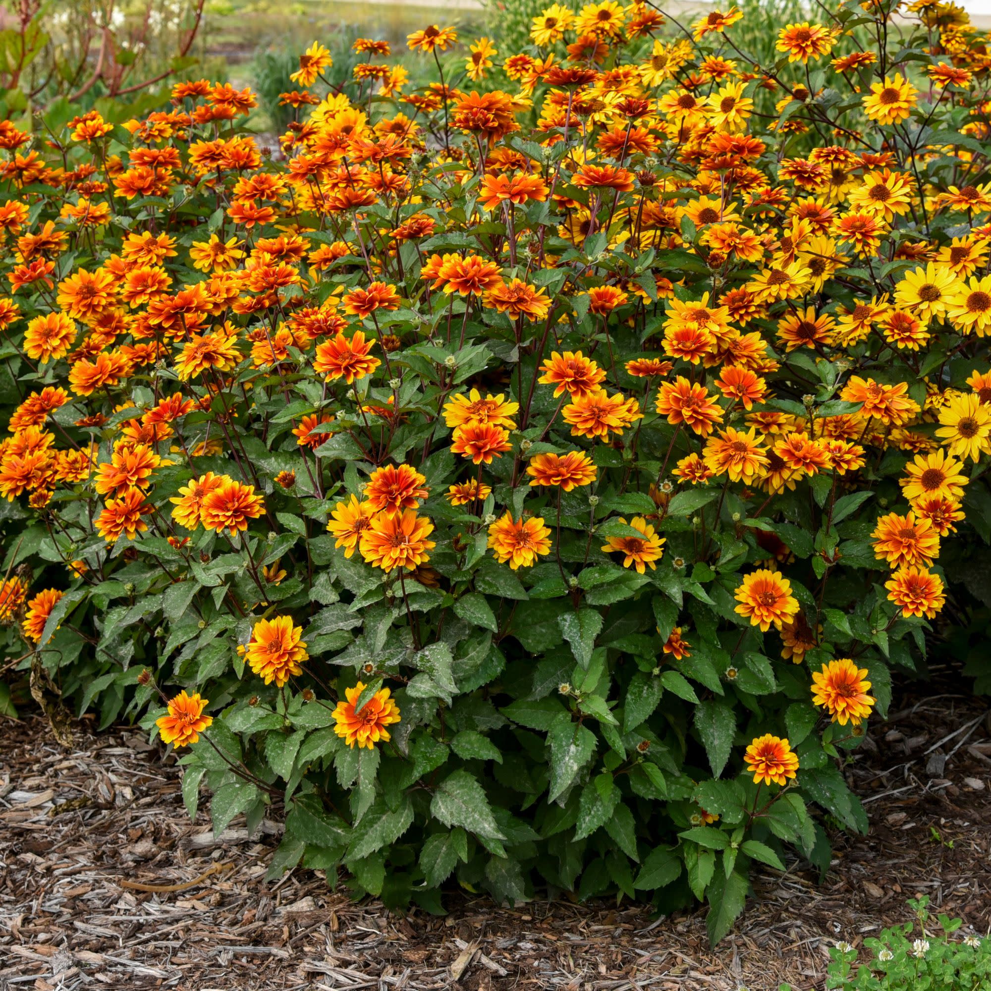 'Forged in Fire' False Sunflower (Heliopsis helianthoides) | Proven Winners® New Variety 2027 - Image 4