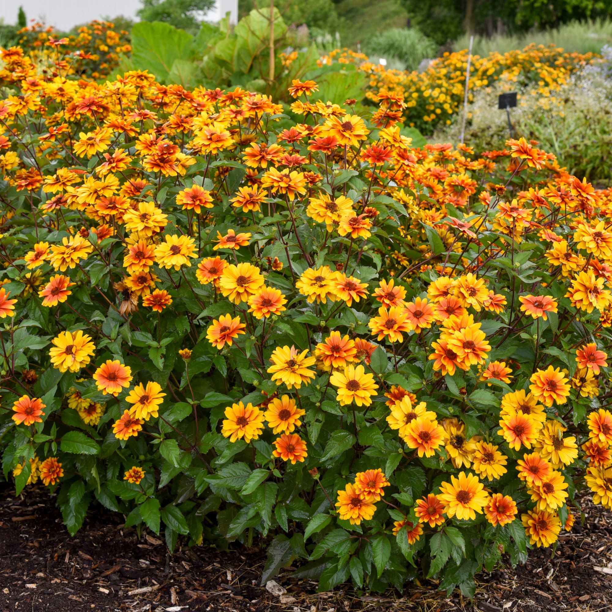 'Forged in Fire' False Sunflower (Heliopsis helianthoides) | Proven Winners® New Variety 2027 - Image 5