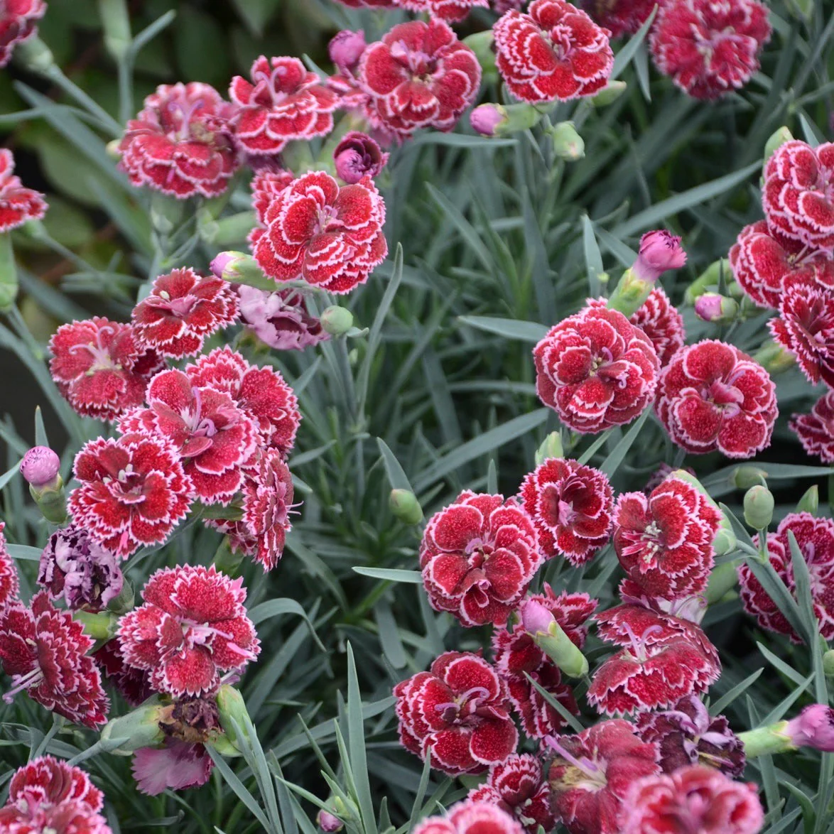 Fruit Punch® 'Black Cherry Frost' Pinks (Dianthus hybrid) - Image 3