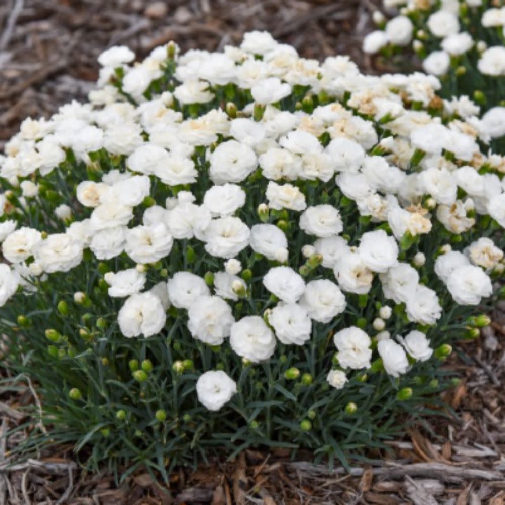 Fruit Punch® 'Whipped Cream' Pinks (Dianthus hybrid) | Proven Winners® New Variety 2027 - Image 3