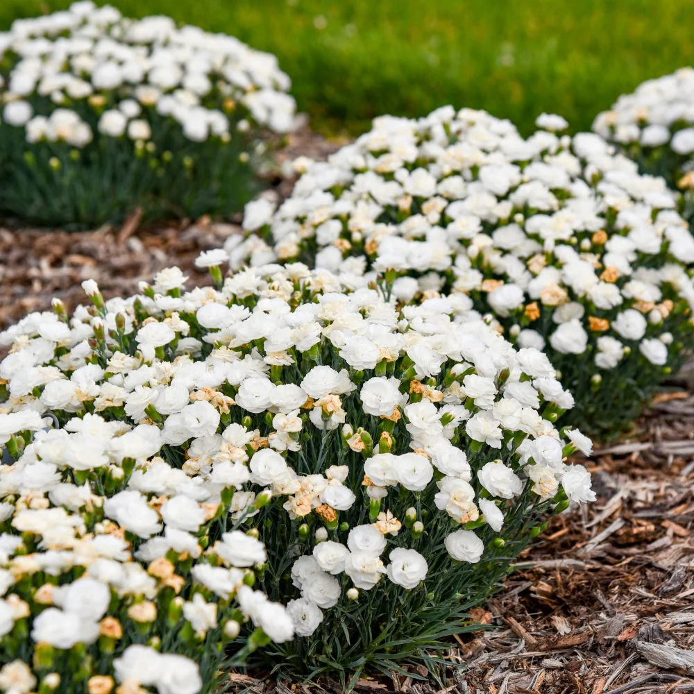 Fruit Punch® 'Whipped Cream' Pinks (Dianthus hybrid) | Proven Winners® New Variety 2027 - Image 4