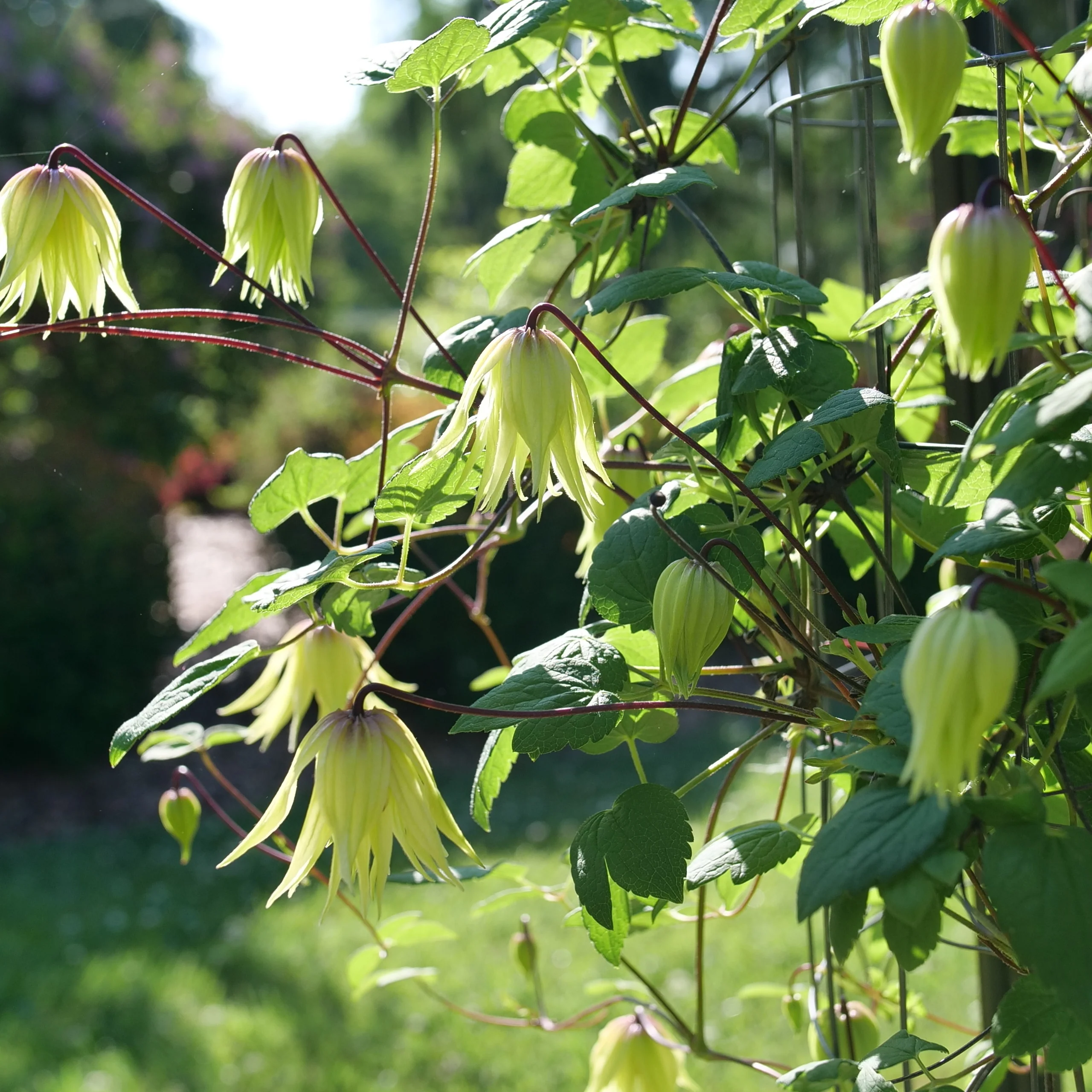 Funyella® Clematis (Clematis) - Image 6