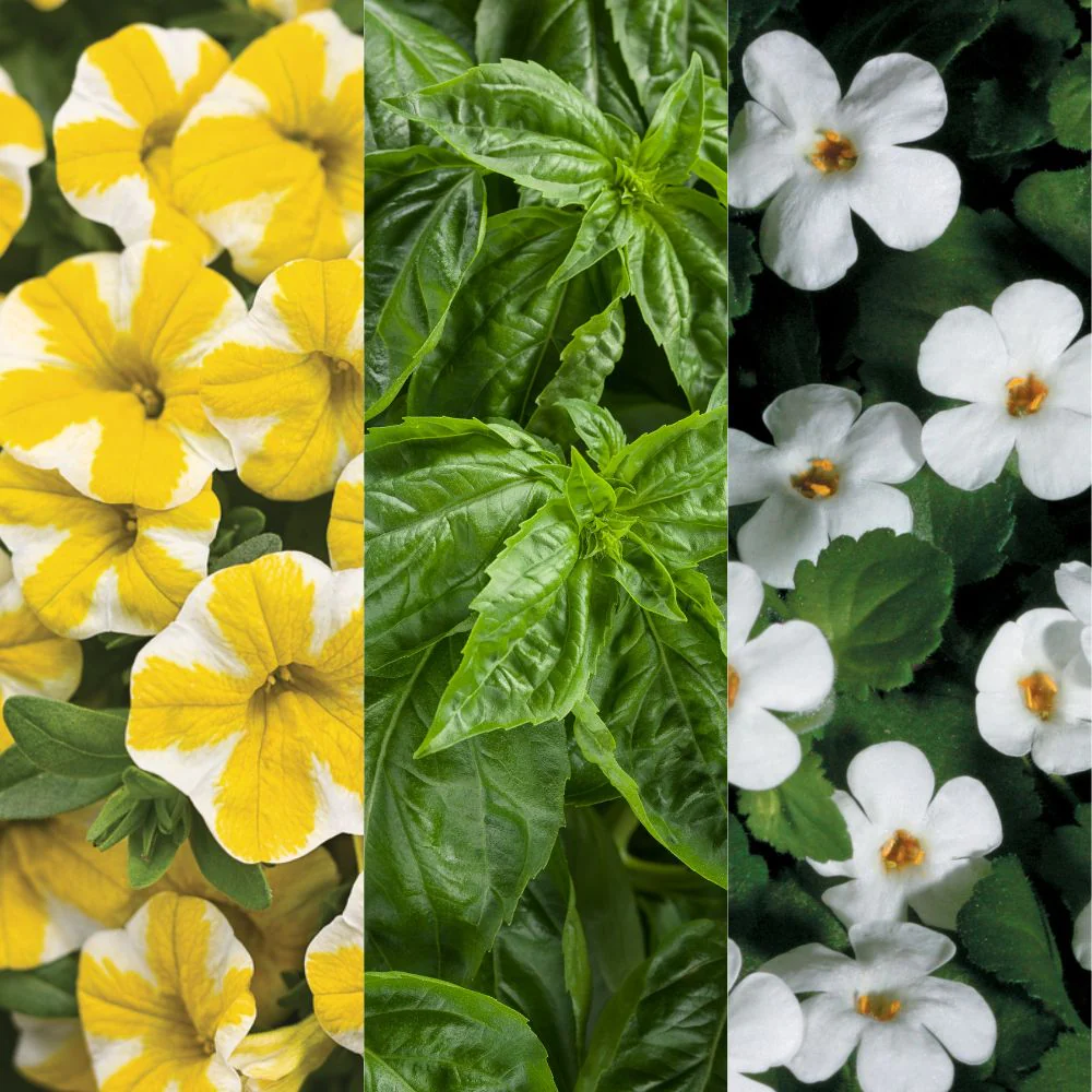 Garden Palette - Image 2