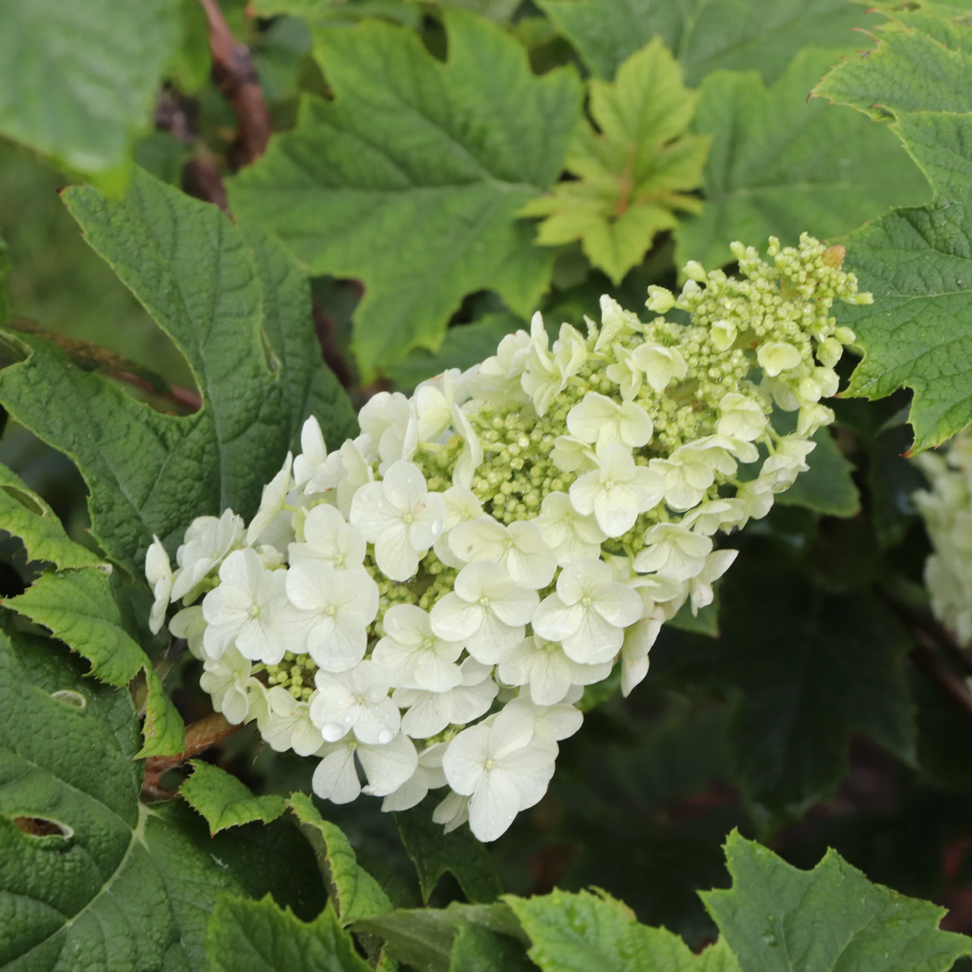 Gatsby Glow Ball™ Oakleaf Hydrangea (quercifolia) | Proven Winners® New Variety 2026 - Image 3