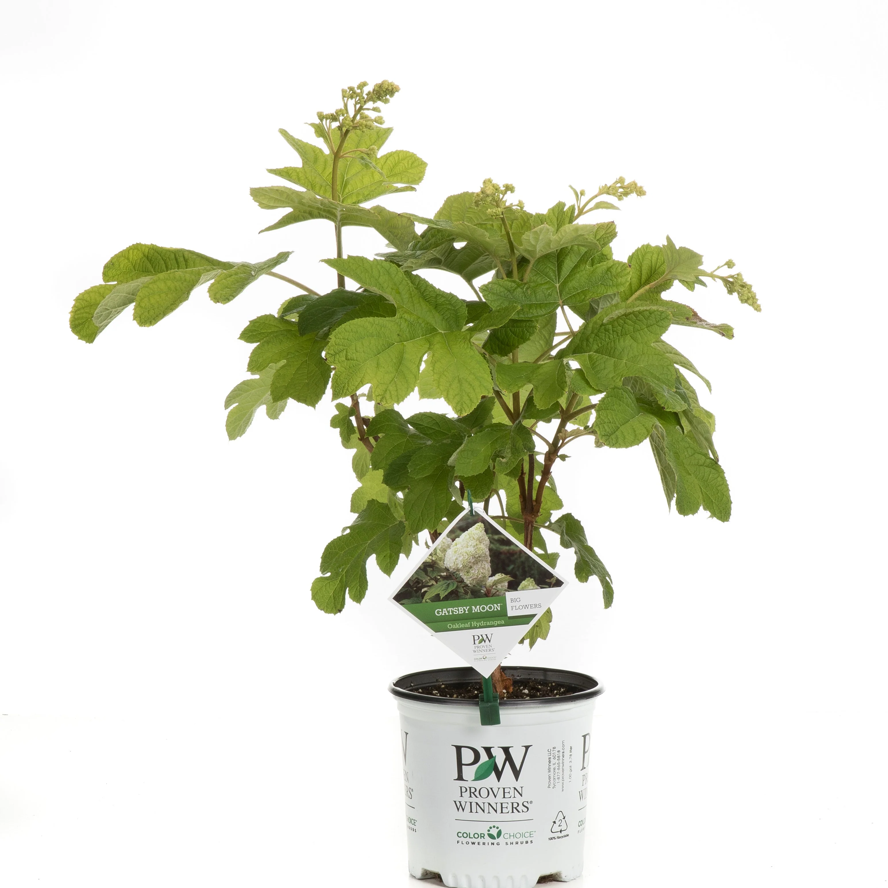 Gatsby Moon® Oakleaf Hydrangea (quercifolia) - Image 2