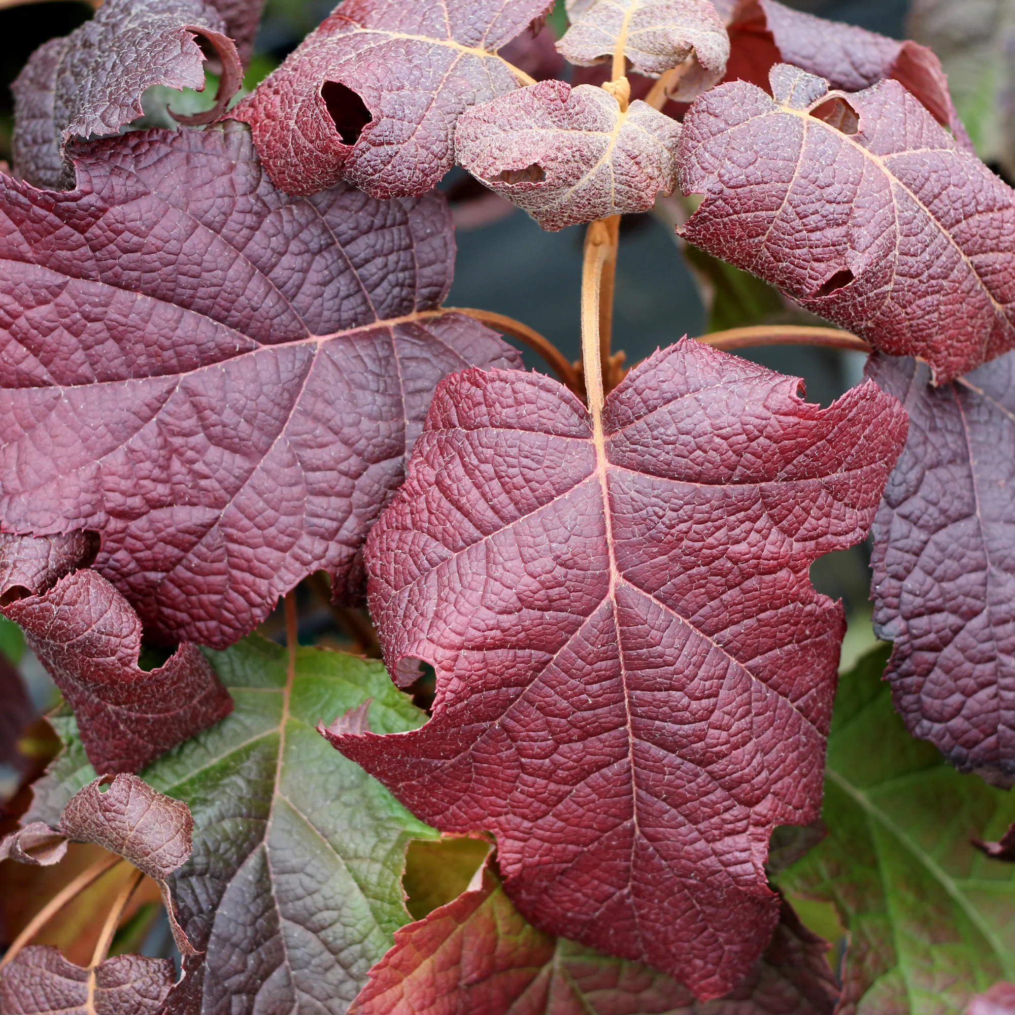 Gatsby Moon® Oakleaf Hydrangea (quercifolia) - Image 5