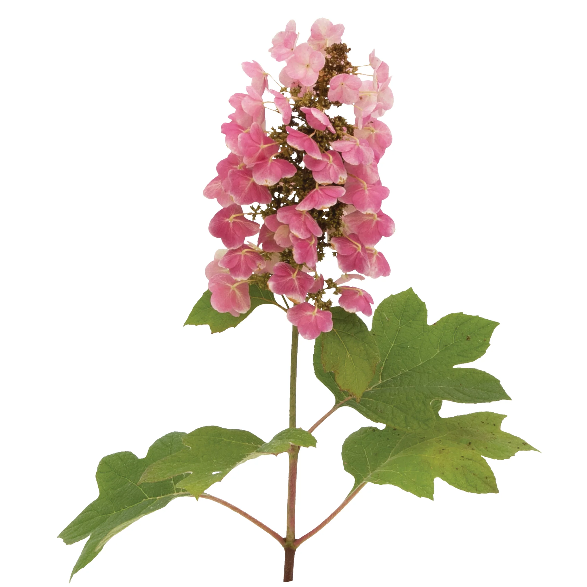 Gatsby Pink® Oakleaf Hydrangea (quercifolia) - Image 10