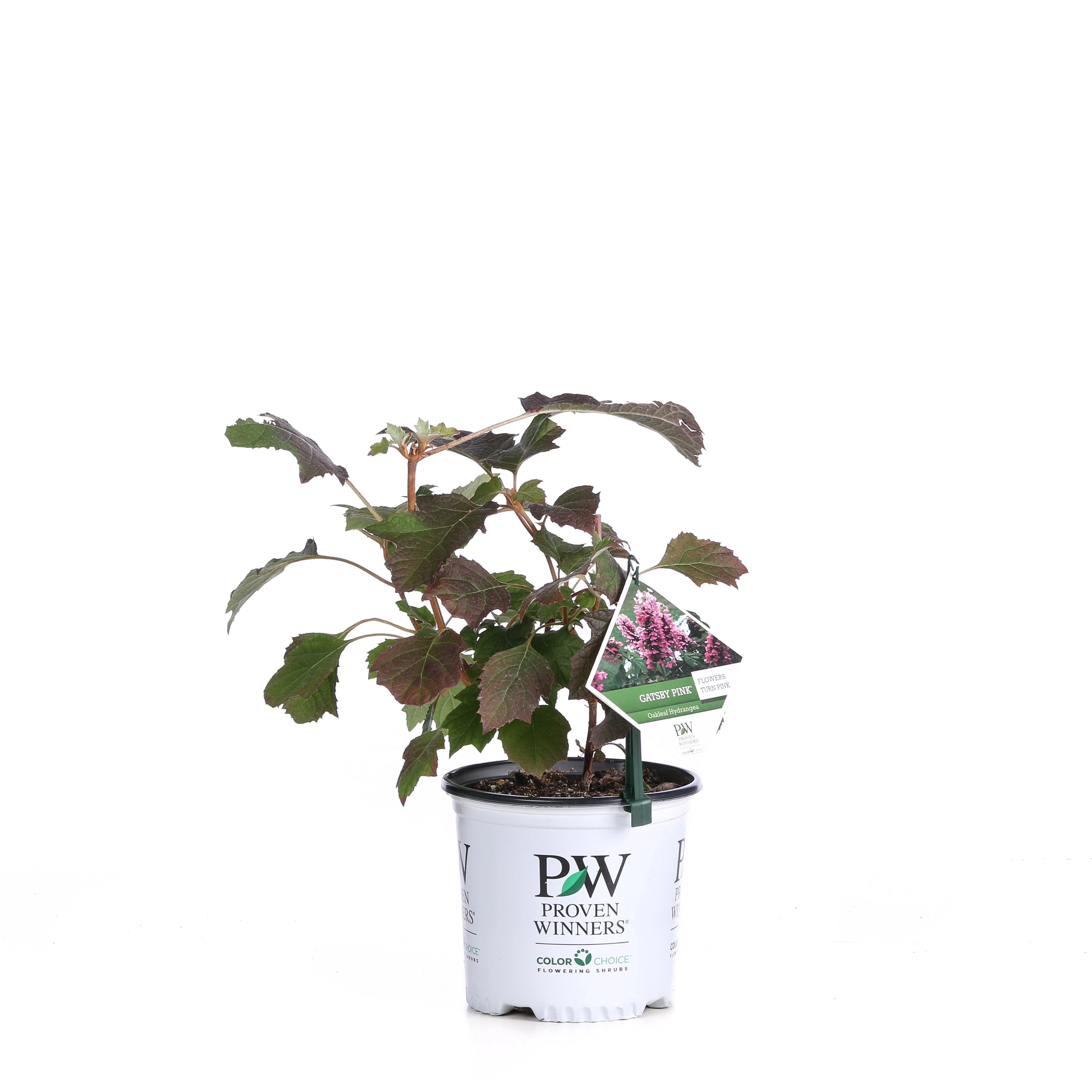 Gatsby Pink® Oakleaf Hydrangea (quercifolia) - Image 2
