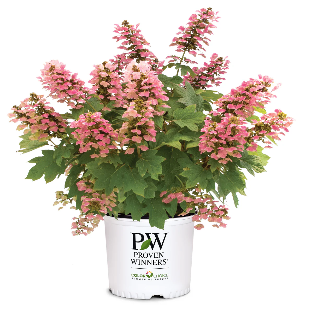 Gatsby Pink® Oakleaf Hydrangea (quercifolia) - Image 3
