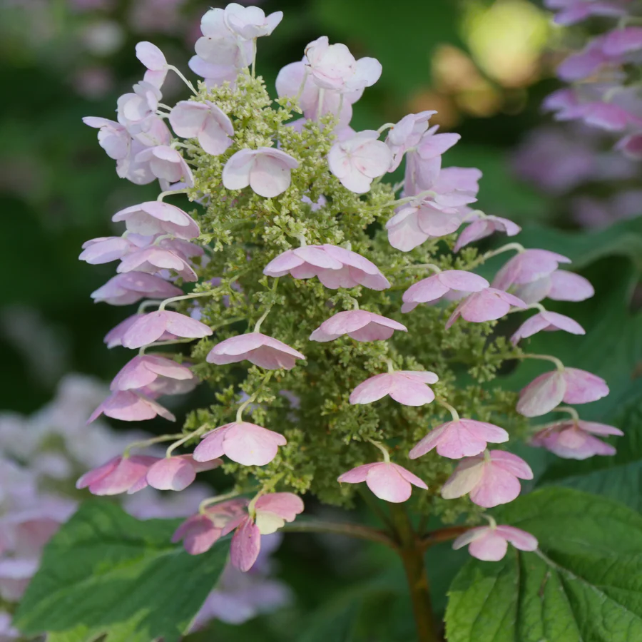 Gatsby Pink® Oakleaf Hydrangea (quercifolia) - Image 5