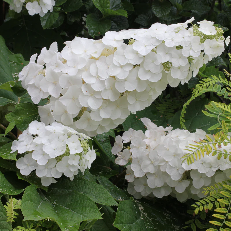 Gatsby Pink® Oakleaf Hydrangea (quercifolia) - Image 6