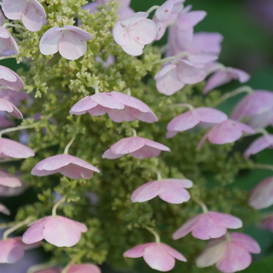 Gatsby Pink® Oakleaf Hydrangea (quercifolia) - Image 7