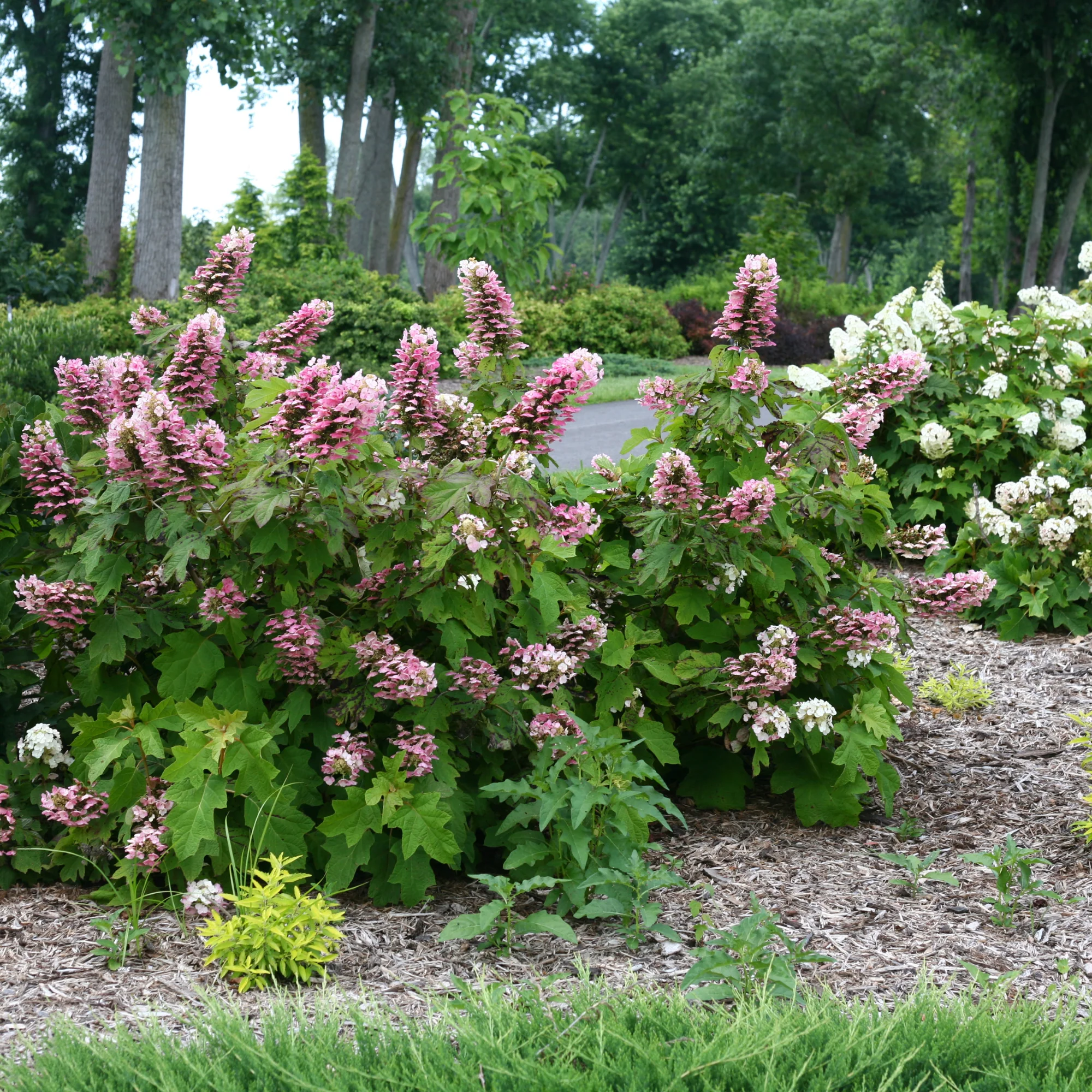 Gatsby Pink® Oakleaf Hydrangea (quercifolia) - Image 8