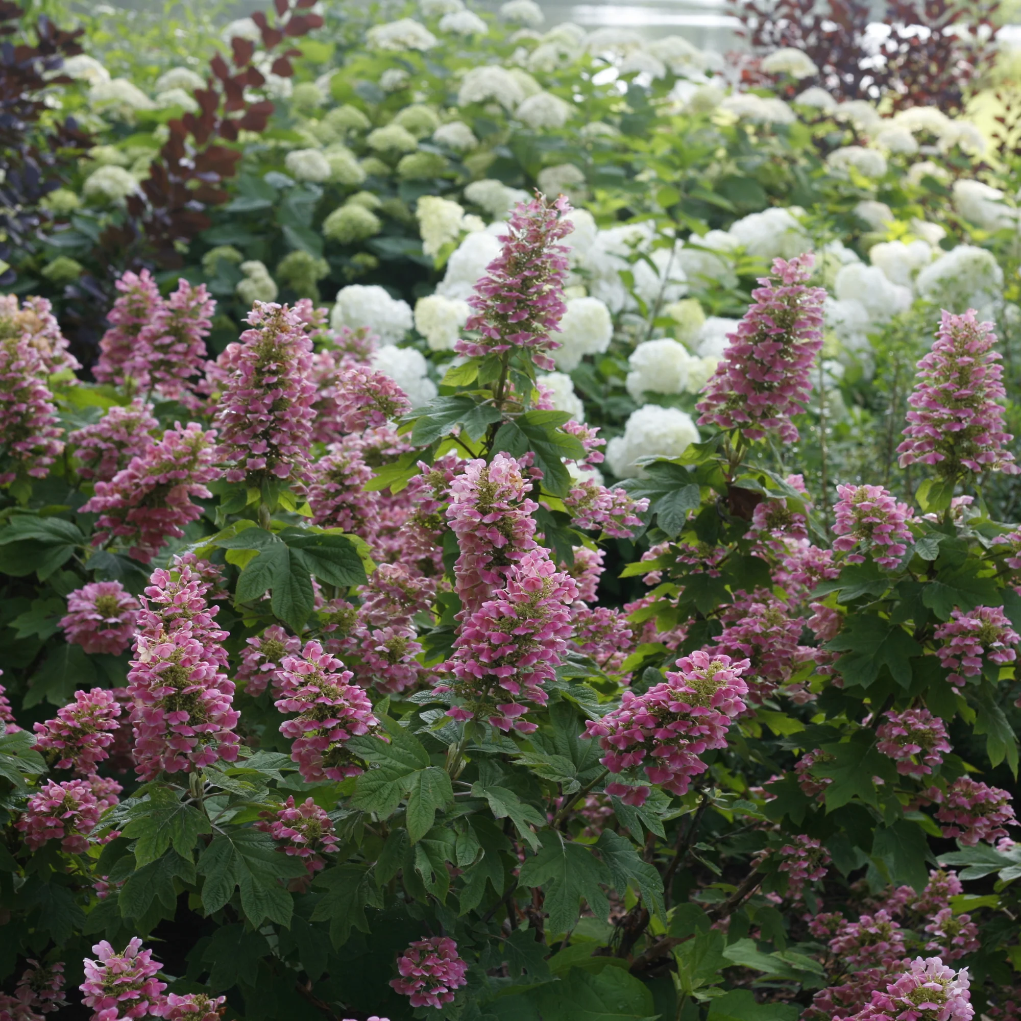 Gatsby Pink® Oakleaf Hydrangea (quercifolia) - Image 9