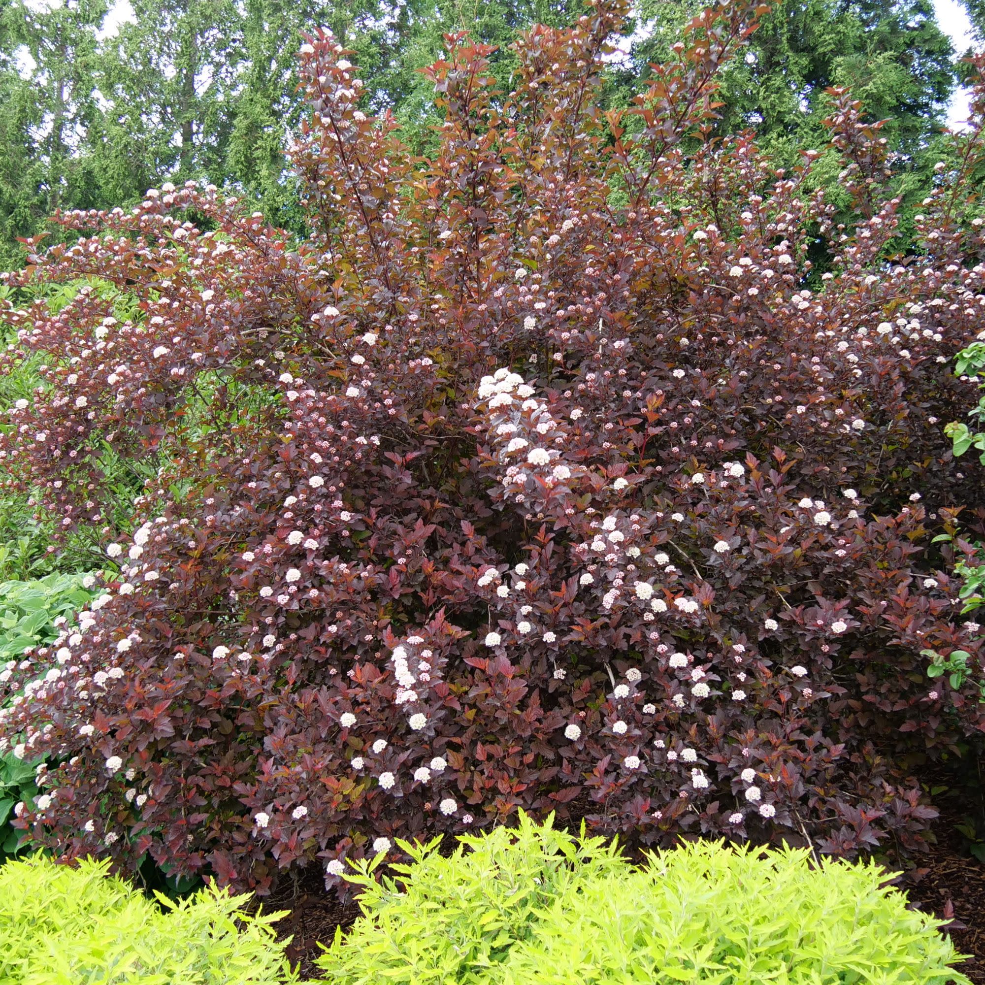 Ginger Wine® Ninebark (Physocarpus opulifolius) - Image 10