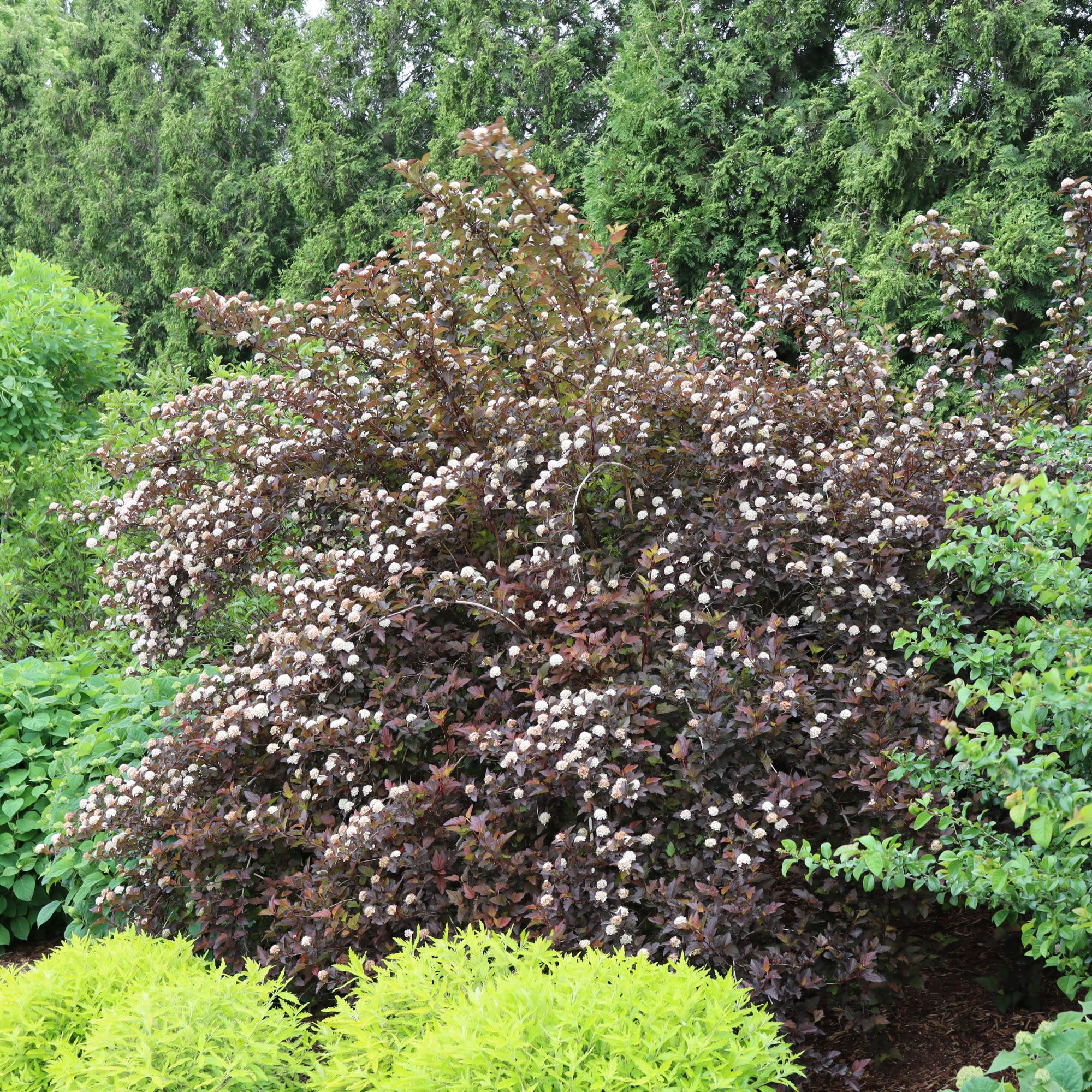 Ginger Wine® Ninebark (Physocarpus opulifolius) - Image 11