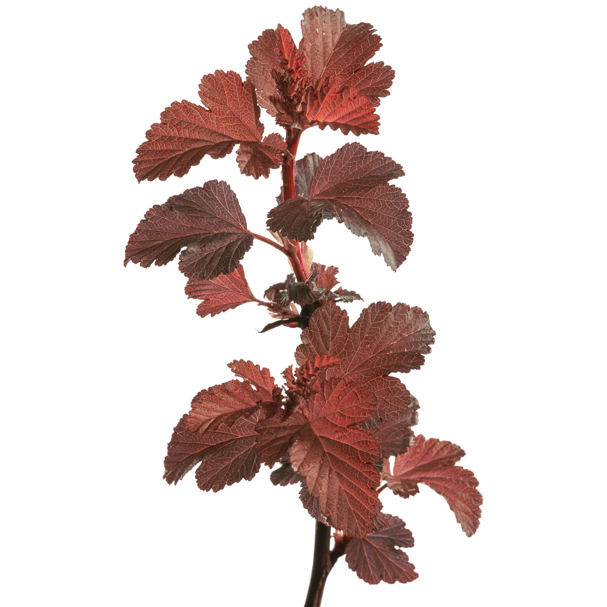 Ginger Wine® Ninebark (Physocarpus opulifolius) - Image 12
