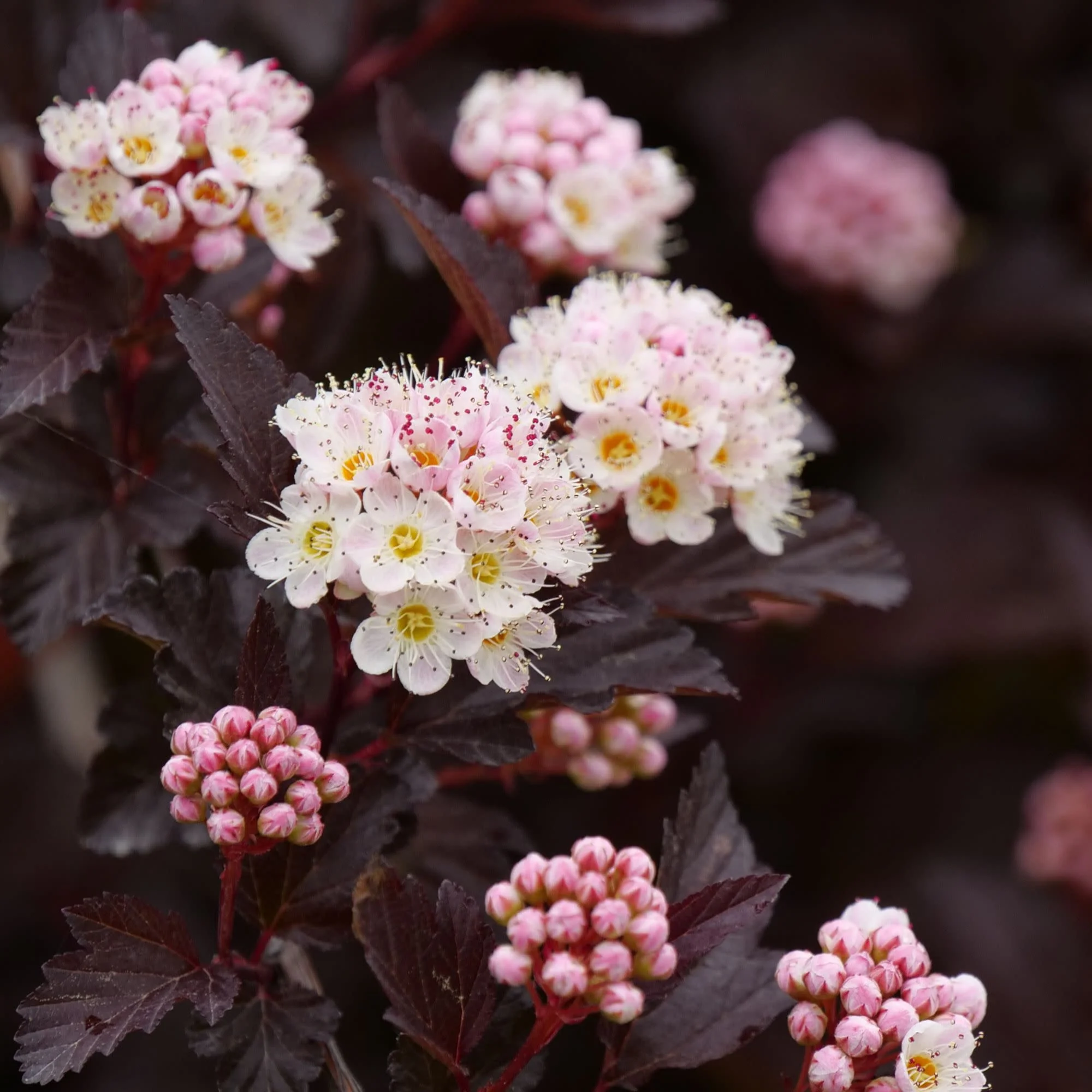 Ginger Wine® Ninebark (Physocarpus opulifolius) - Image 3